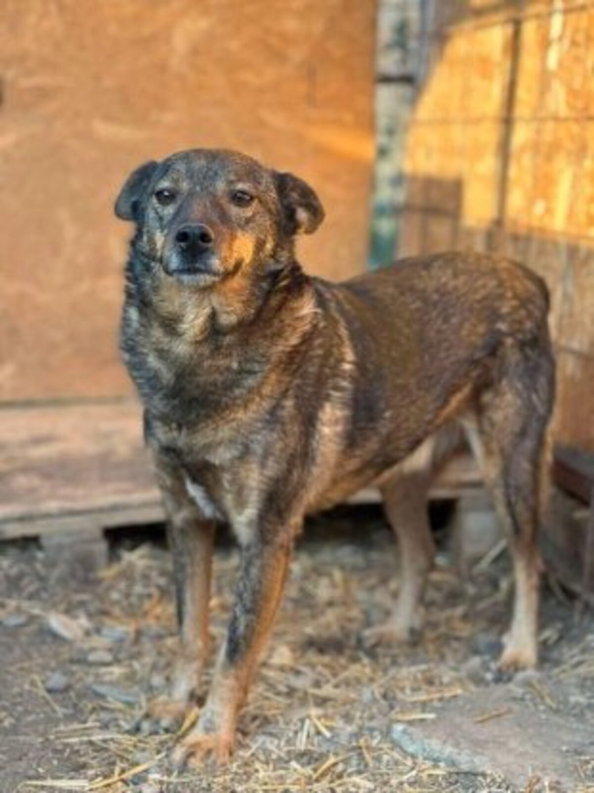 Adoption Kimi