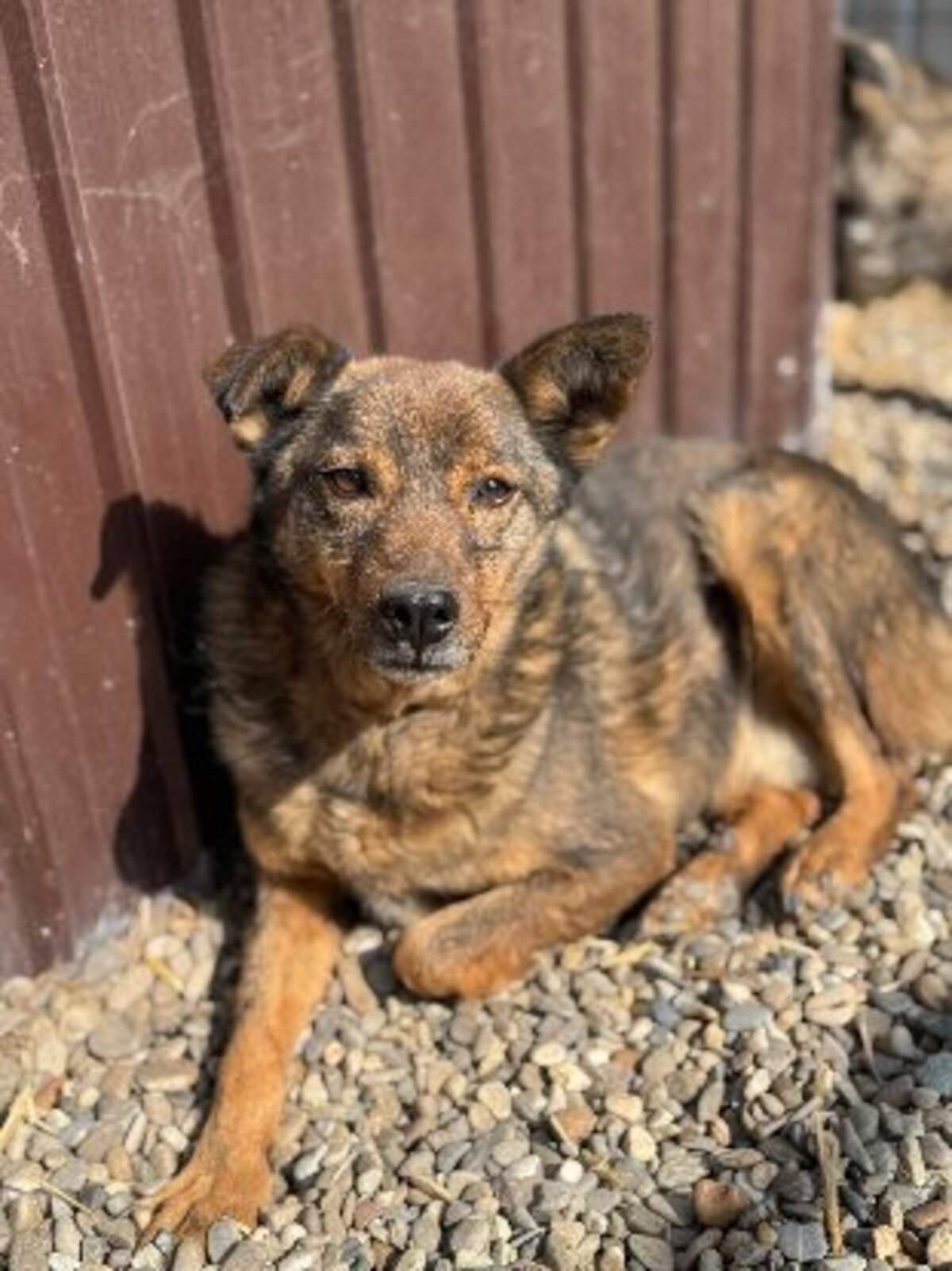 Adoption Kimi