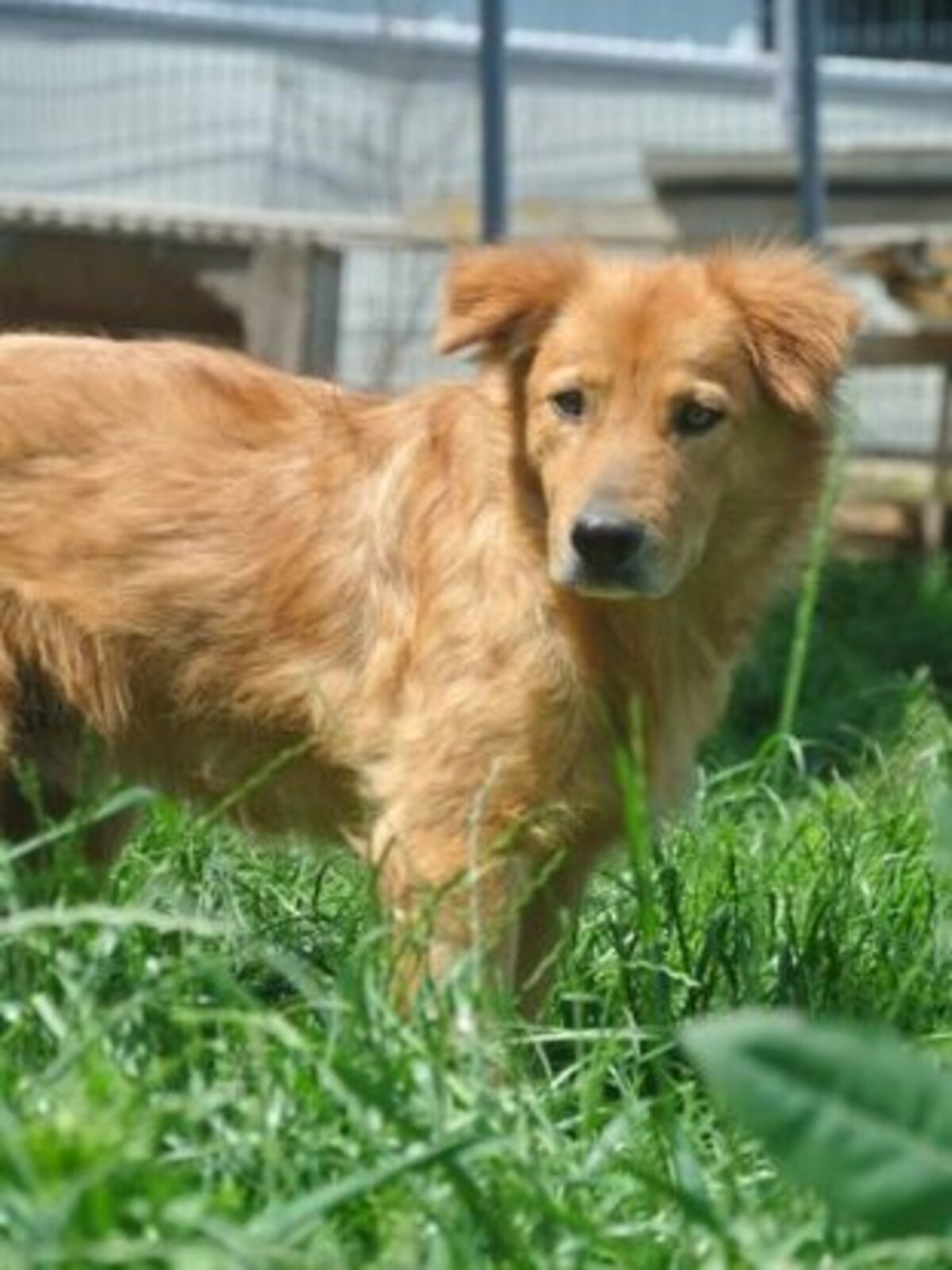 Adoption Kingston