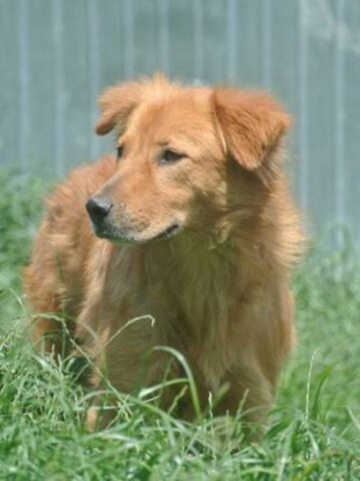 Adoption Kingston
