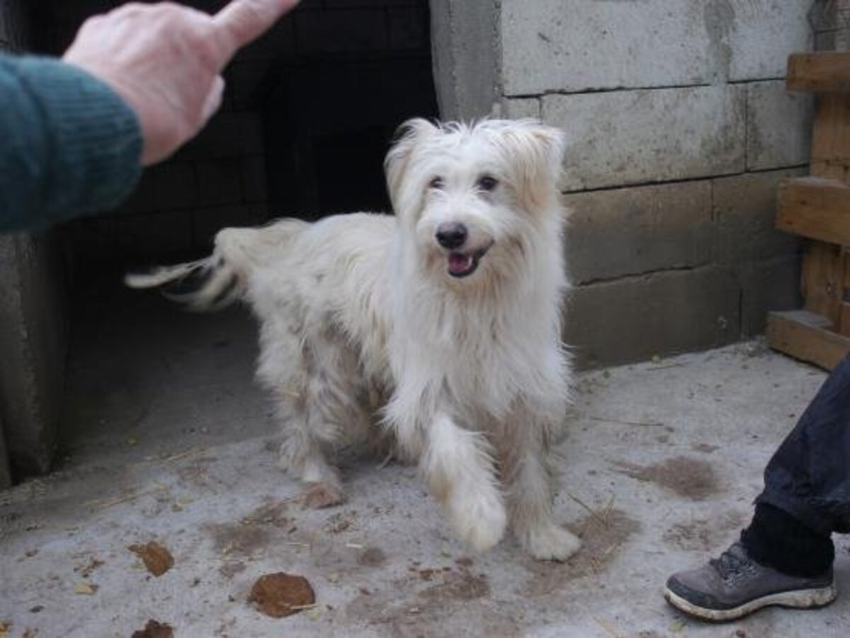 Adoption Kinou