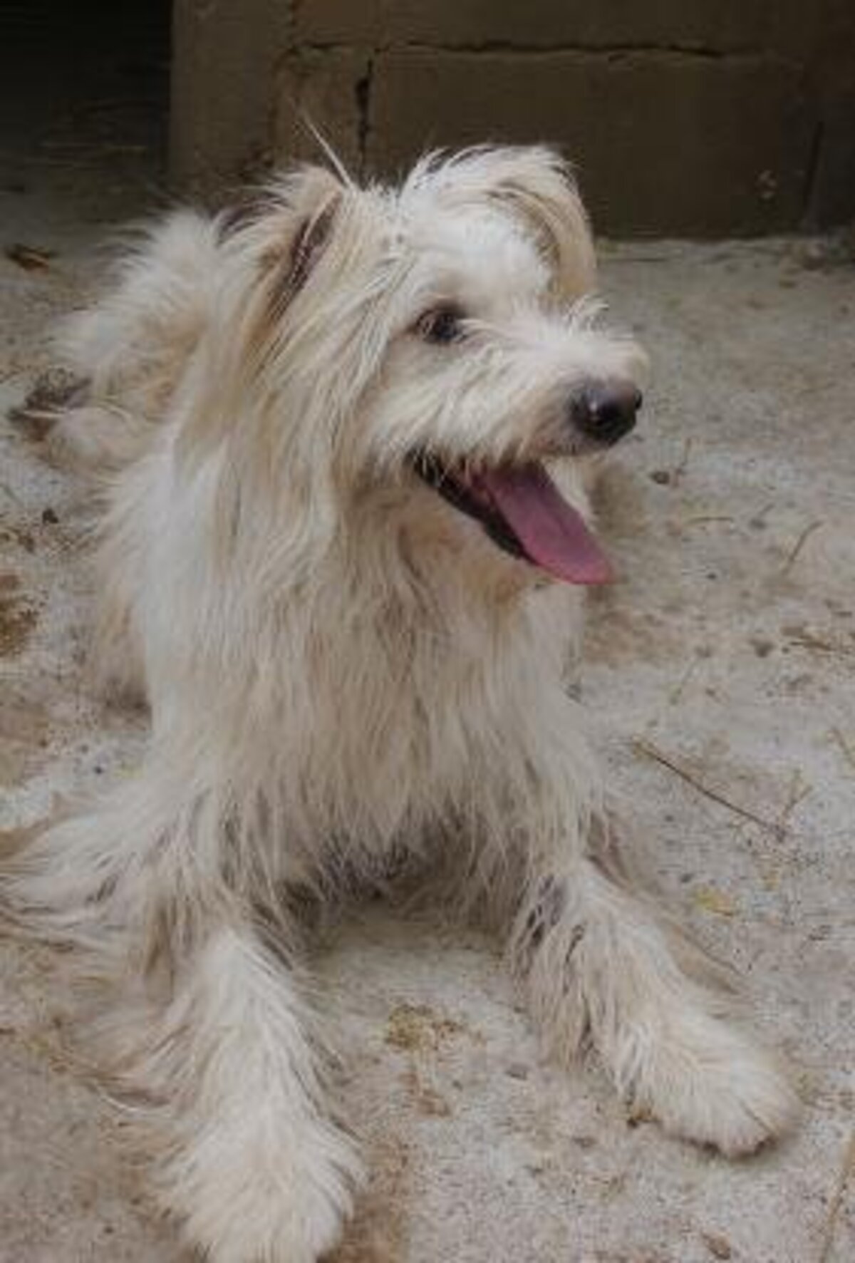 Adoption Kinou