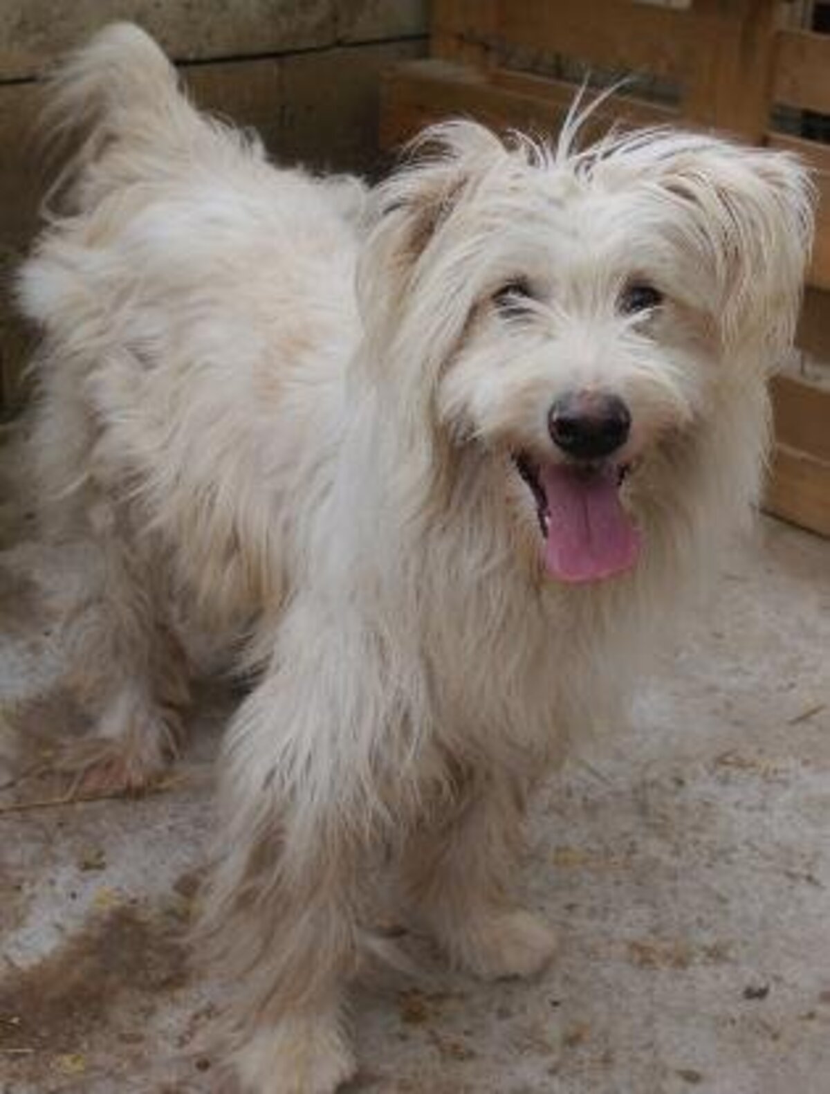 Adoption Kinou