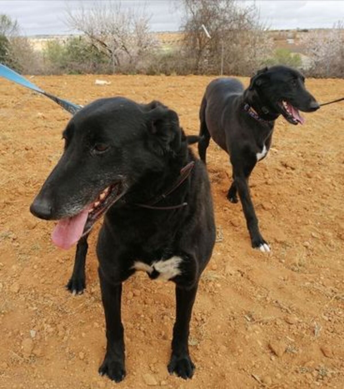 Adoption Kira