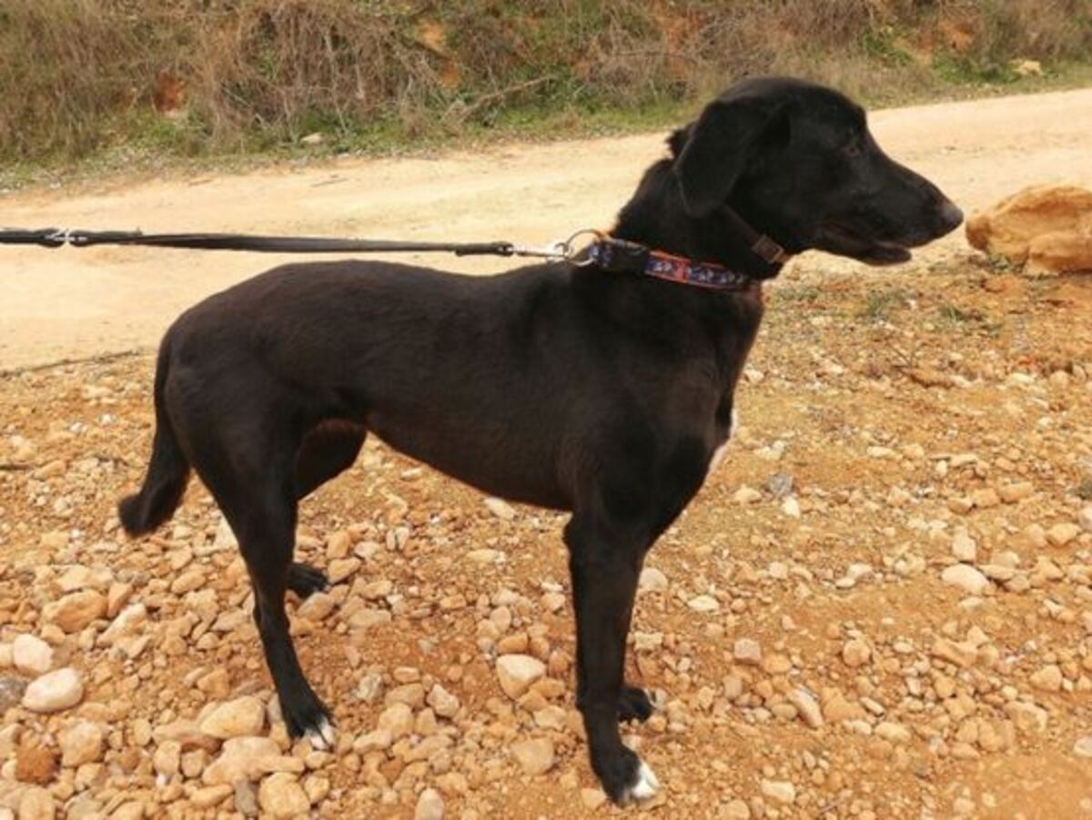 Adoption Kira