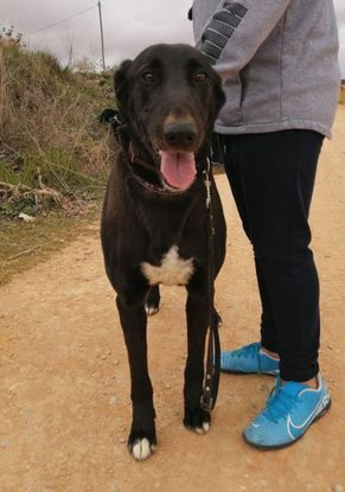 Adoption Kira