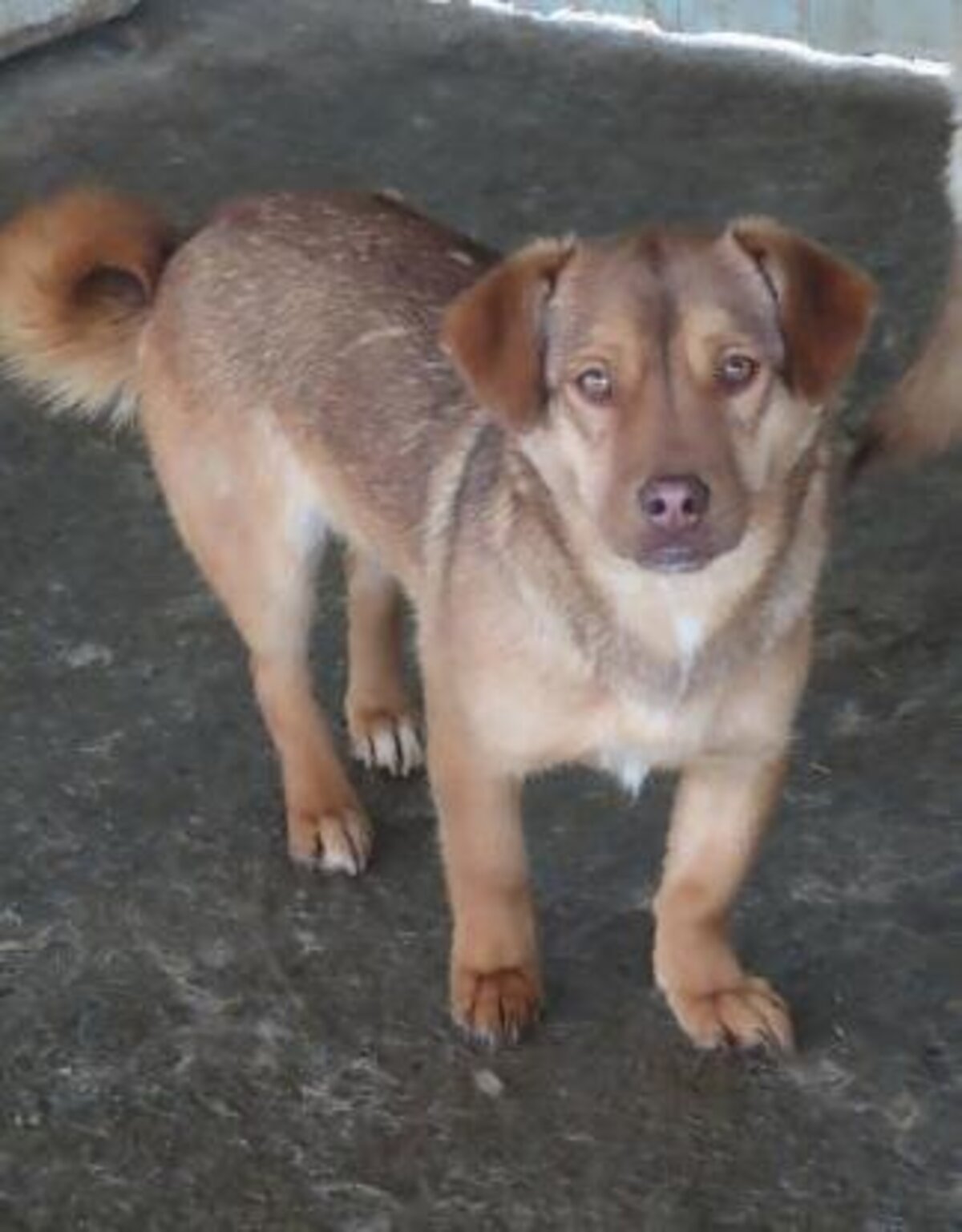 Adoption Kira
