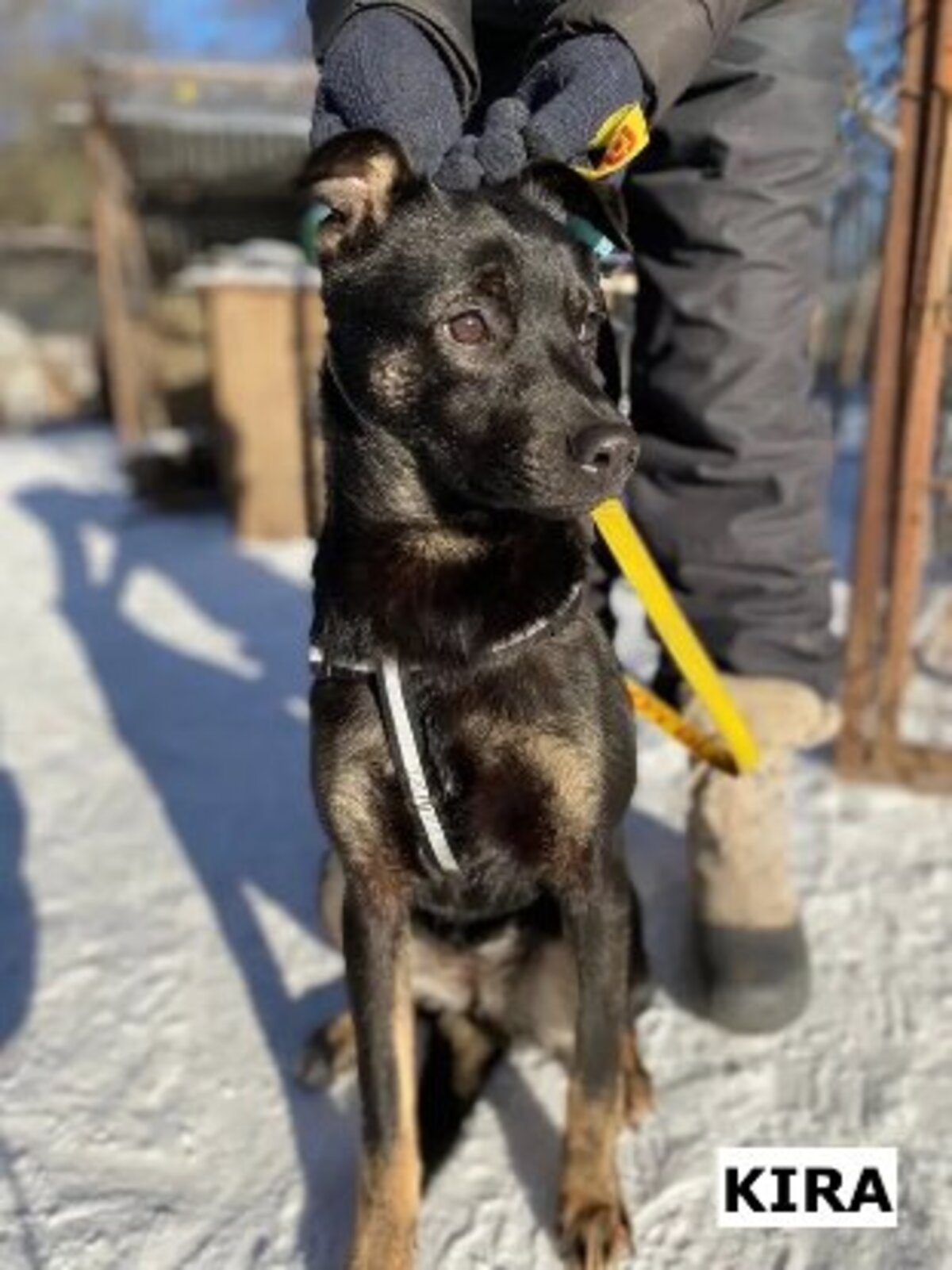 Adoption Kira