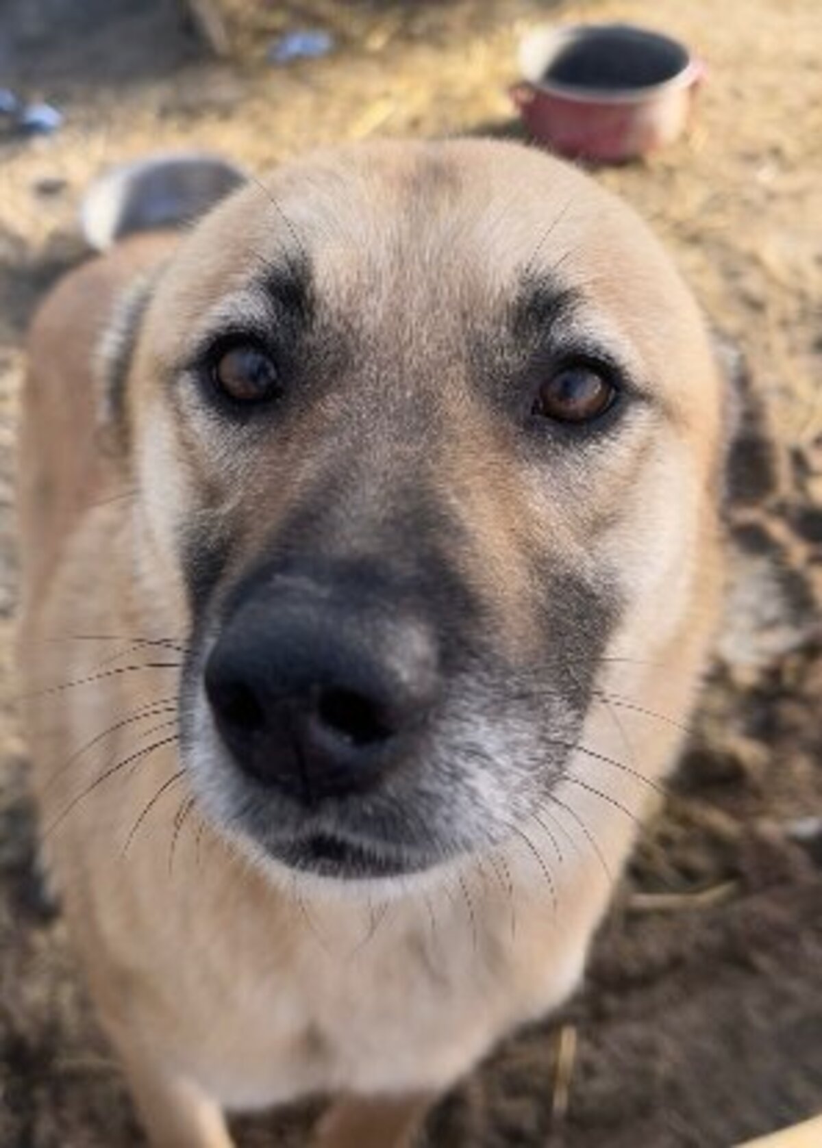 Adoption Kira