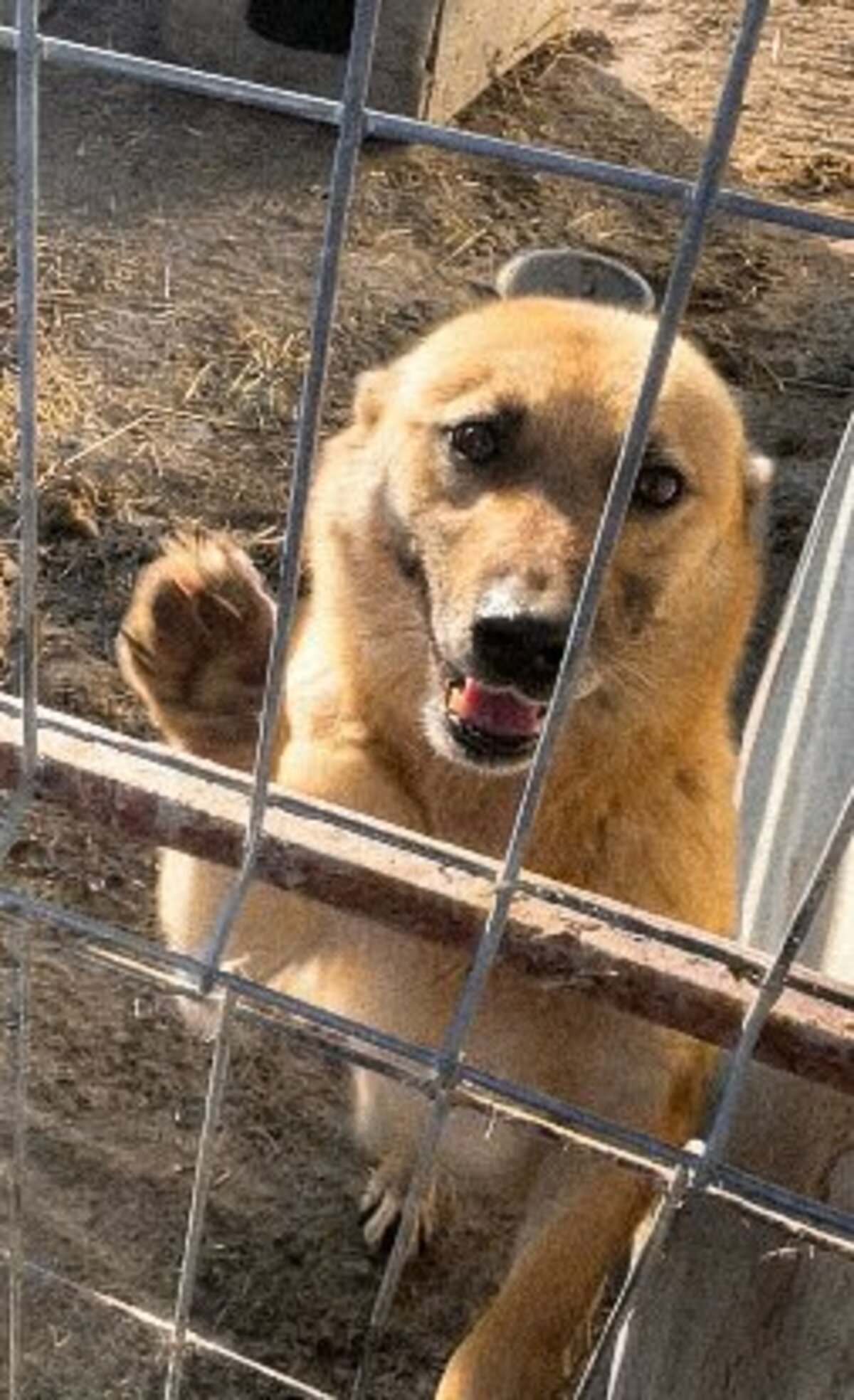 Adoption Kira