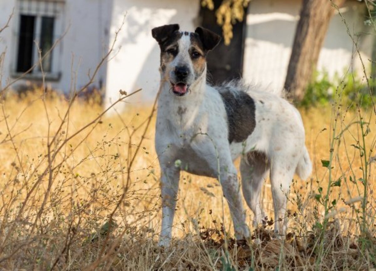 Adoption Kira