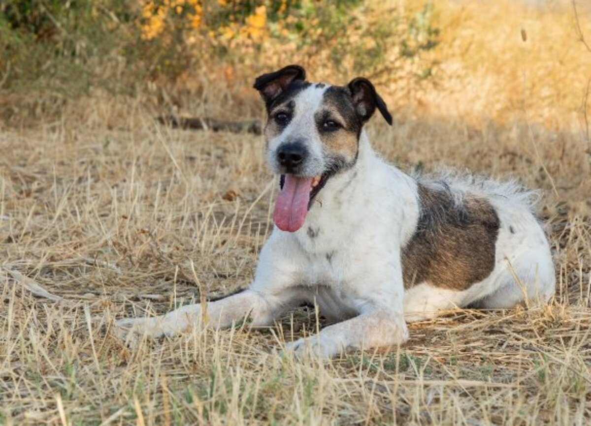 Adoption Kira