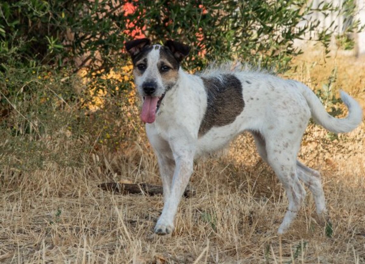 Adoption Kira
