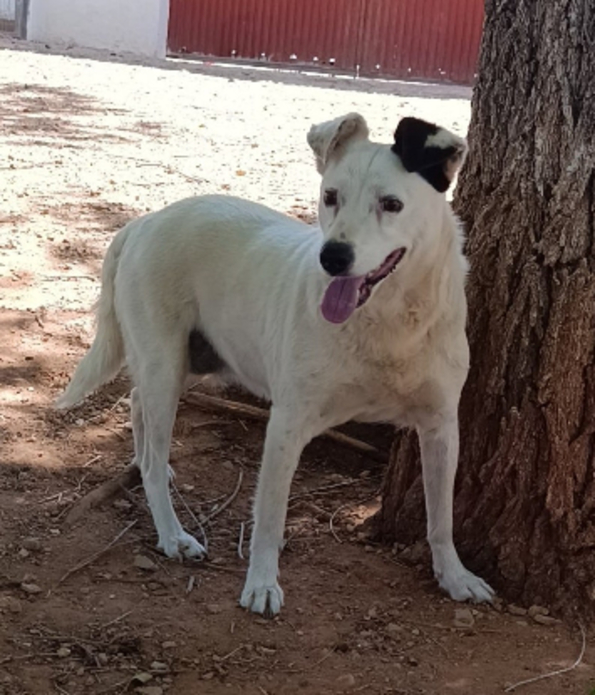 Adoption Kira