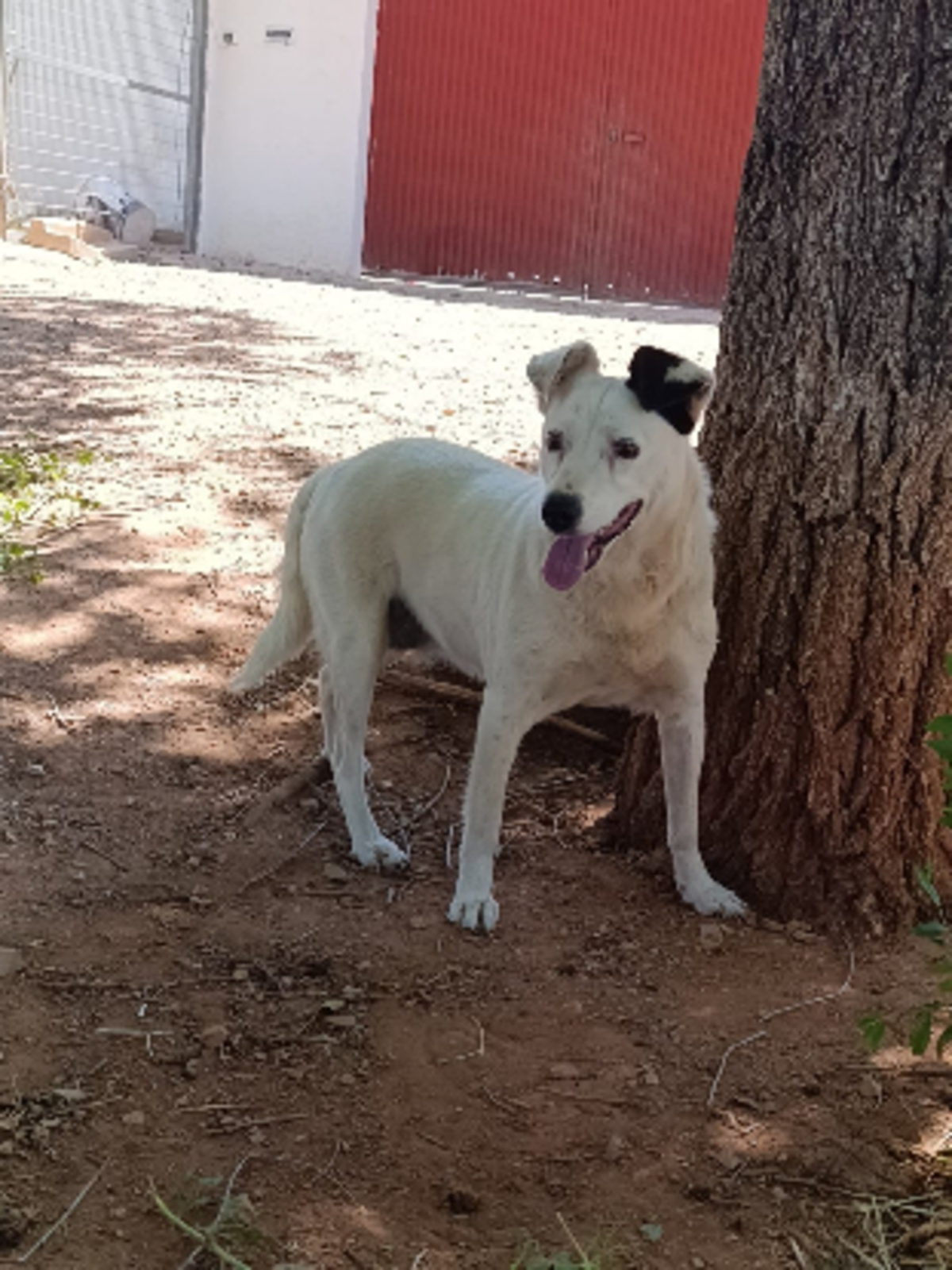 Adoption Kira