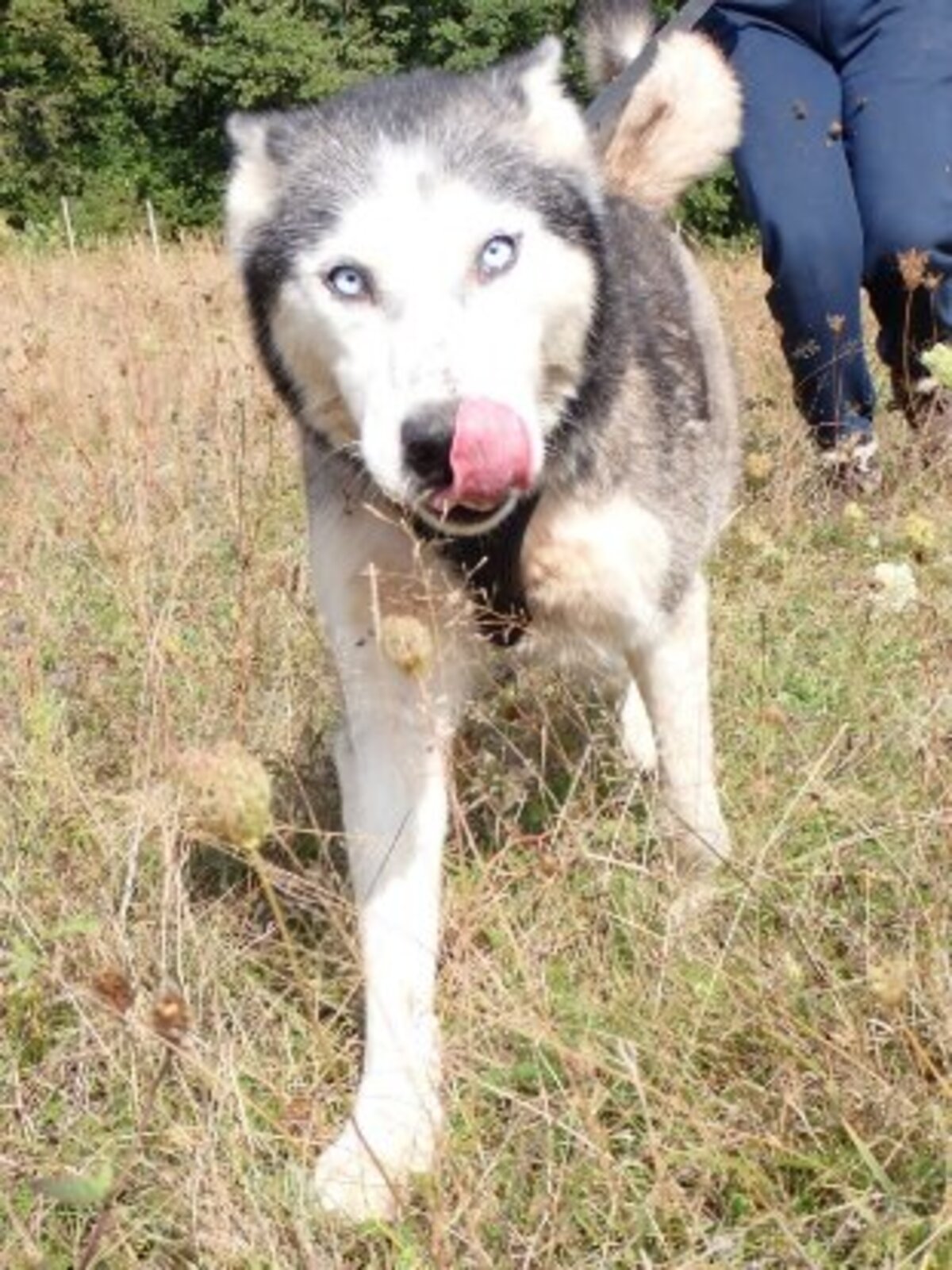 Adoption Kira2