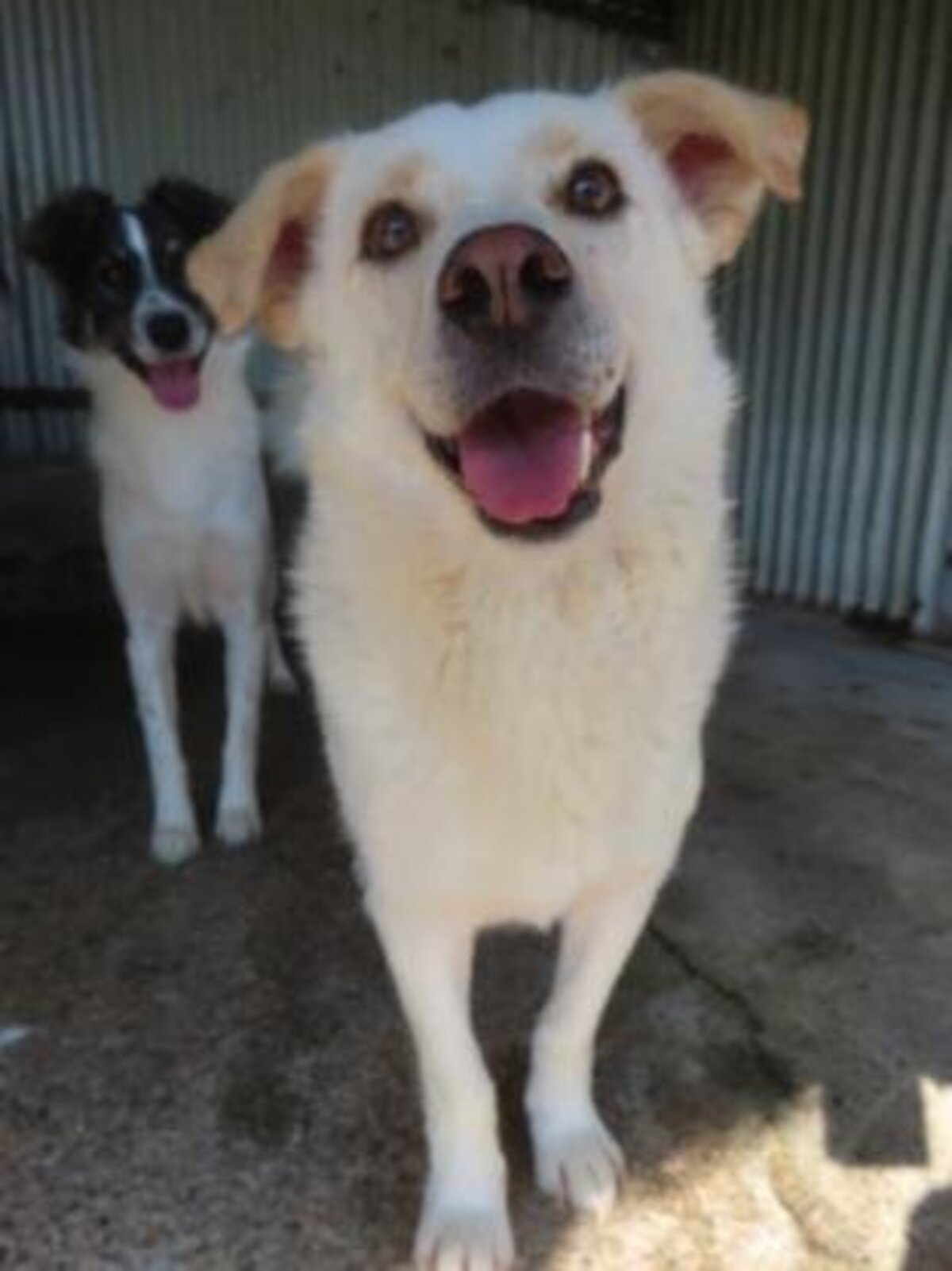 Adoption Kiro
