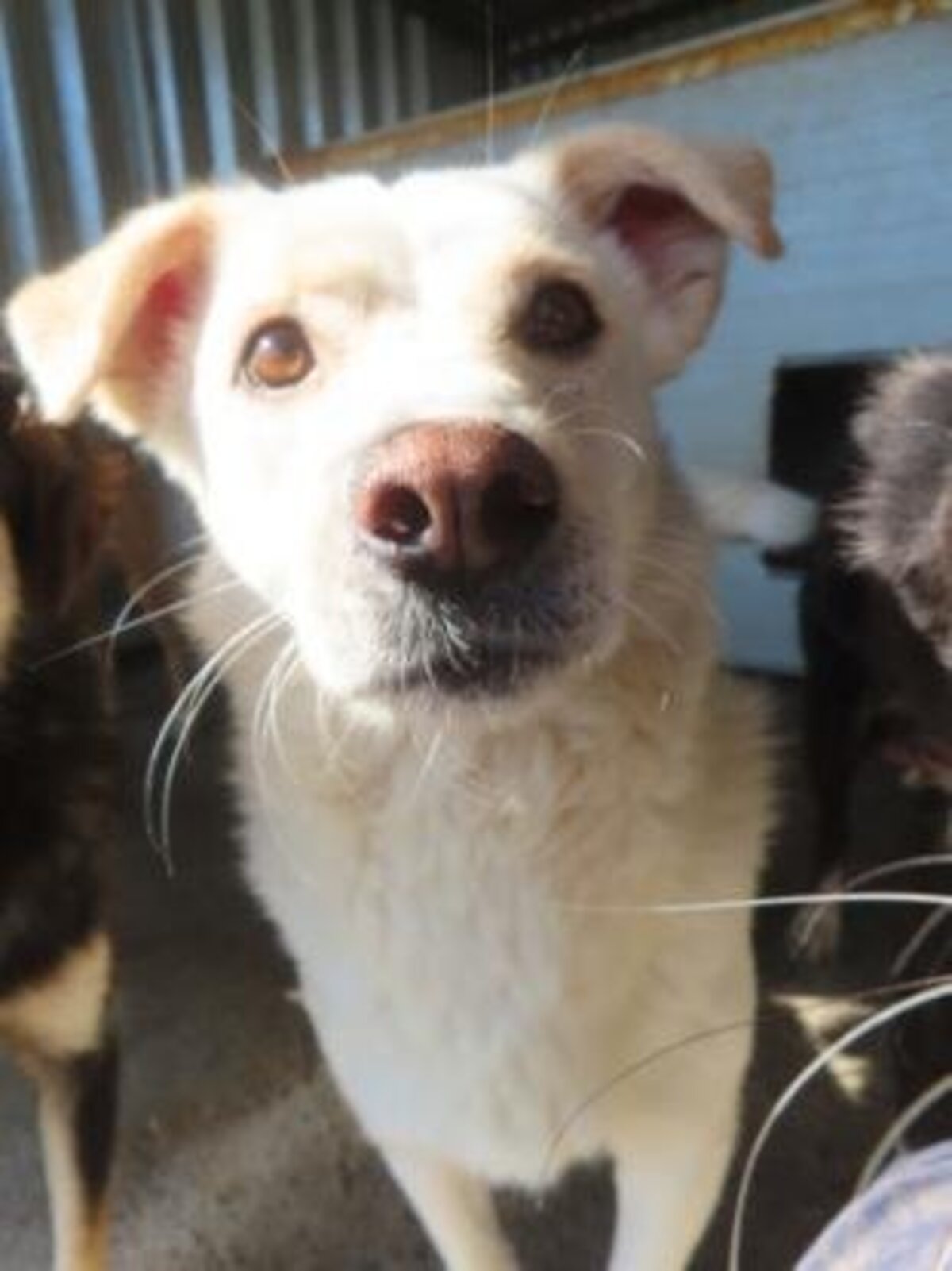 Adoption Kiro