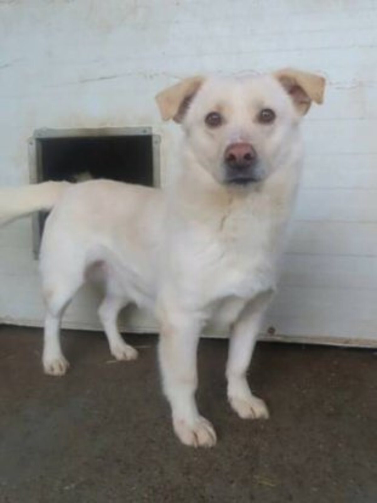 Adoption Kiro