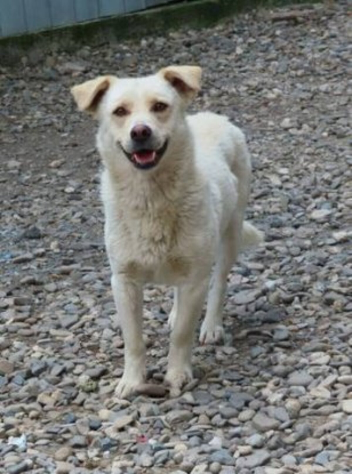 Adoption Kiro