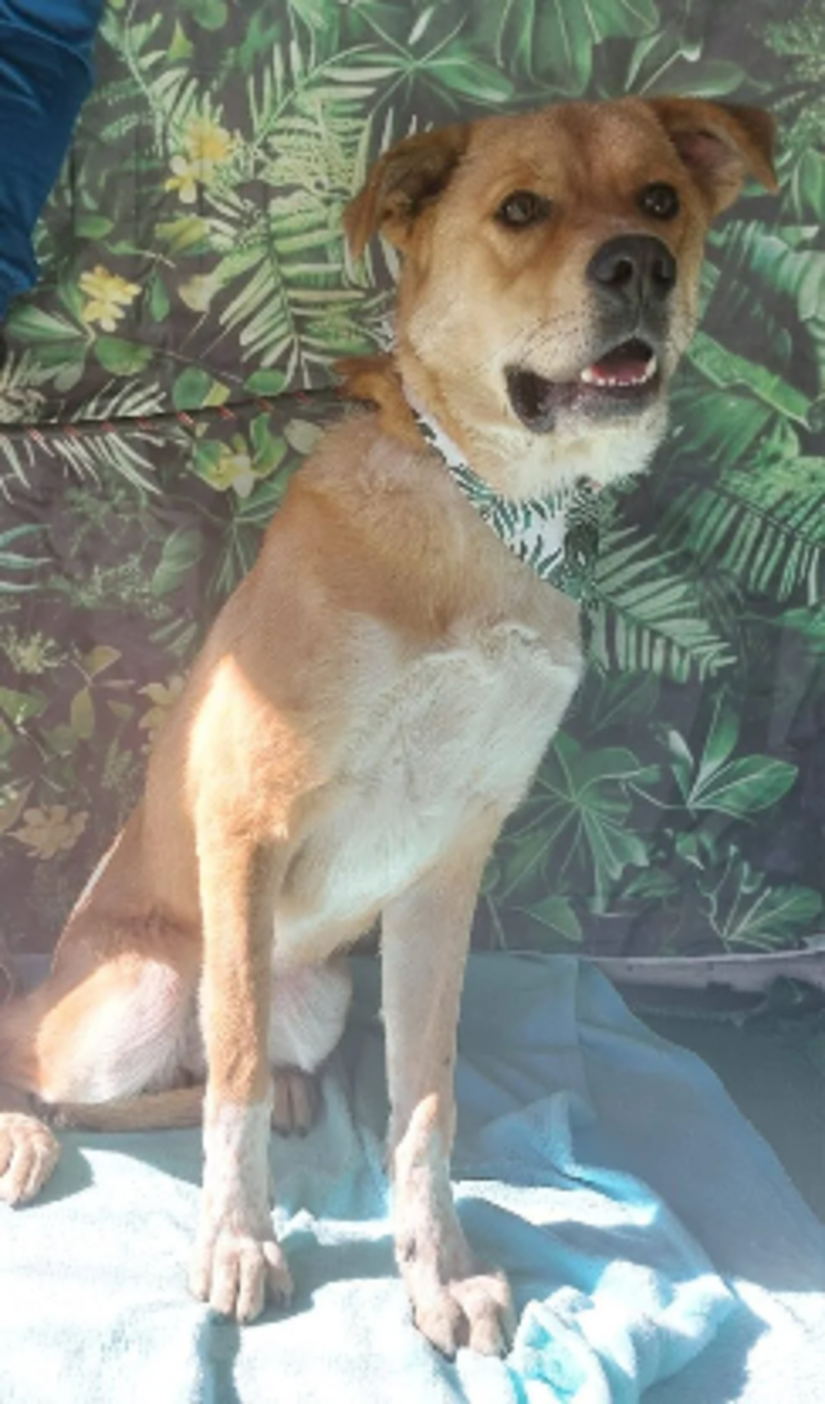 Adoption Kiwi
