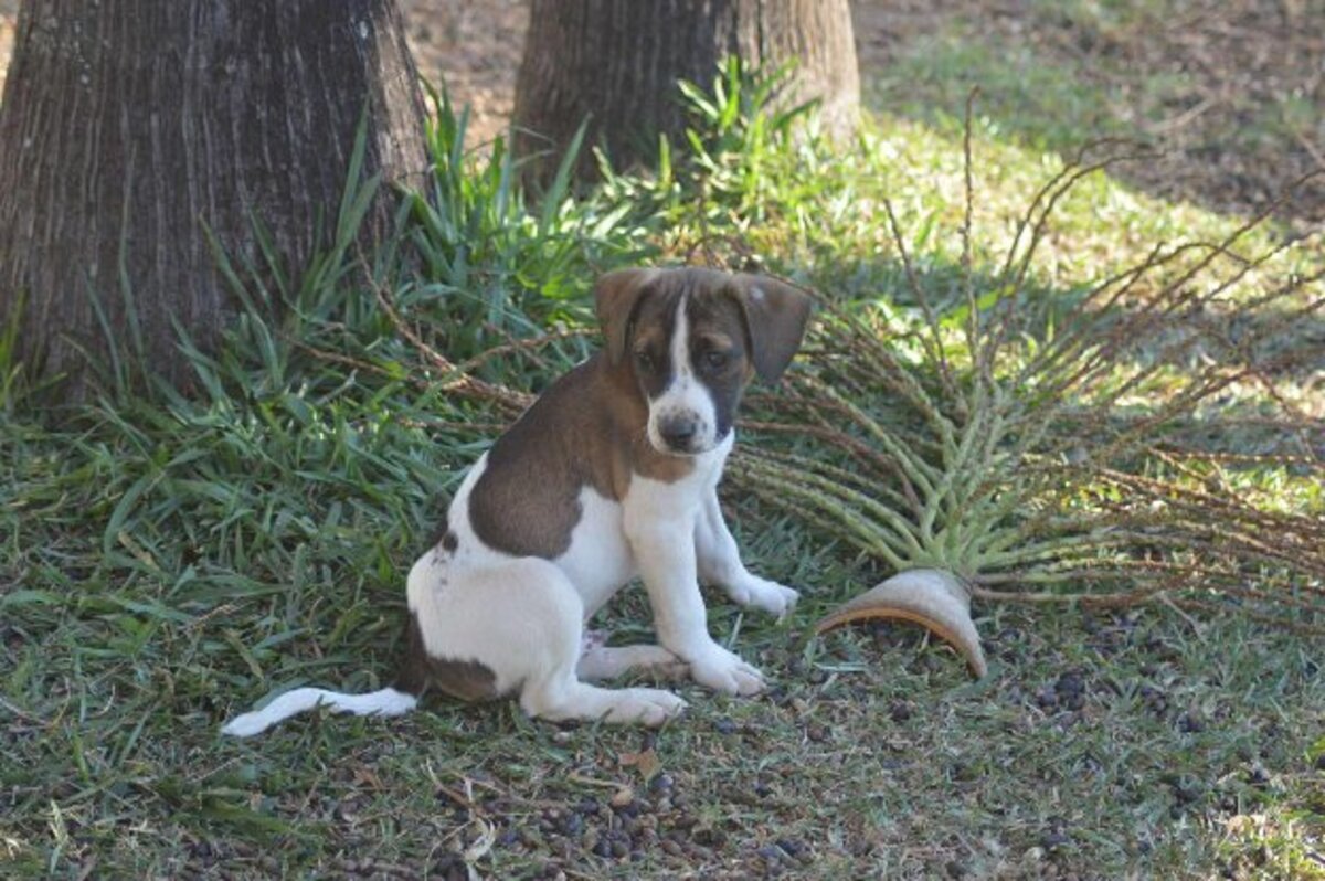 Adoption Koda