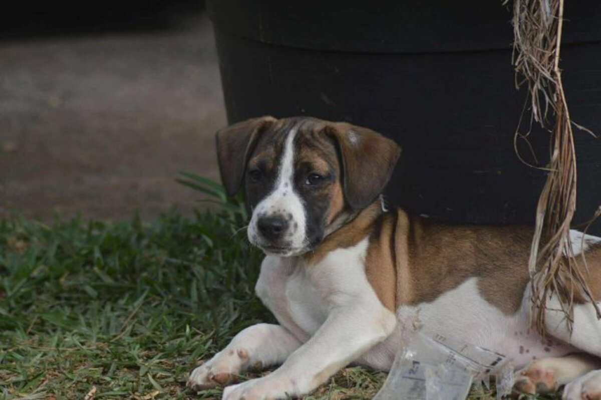 Adoption Koda