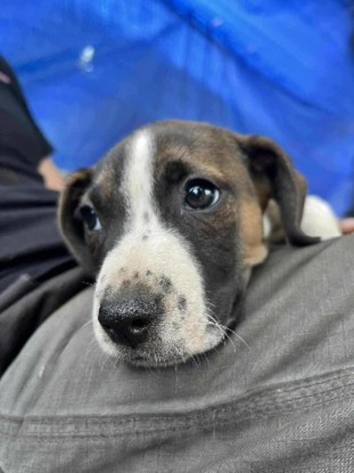Adoption Koda