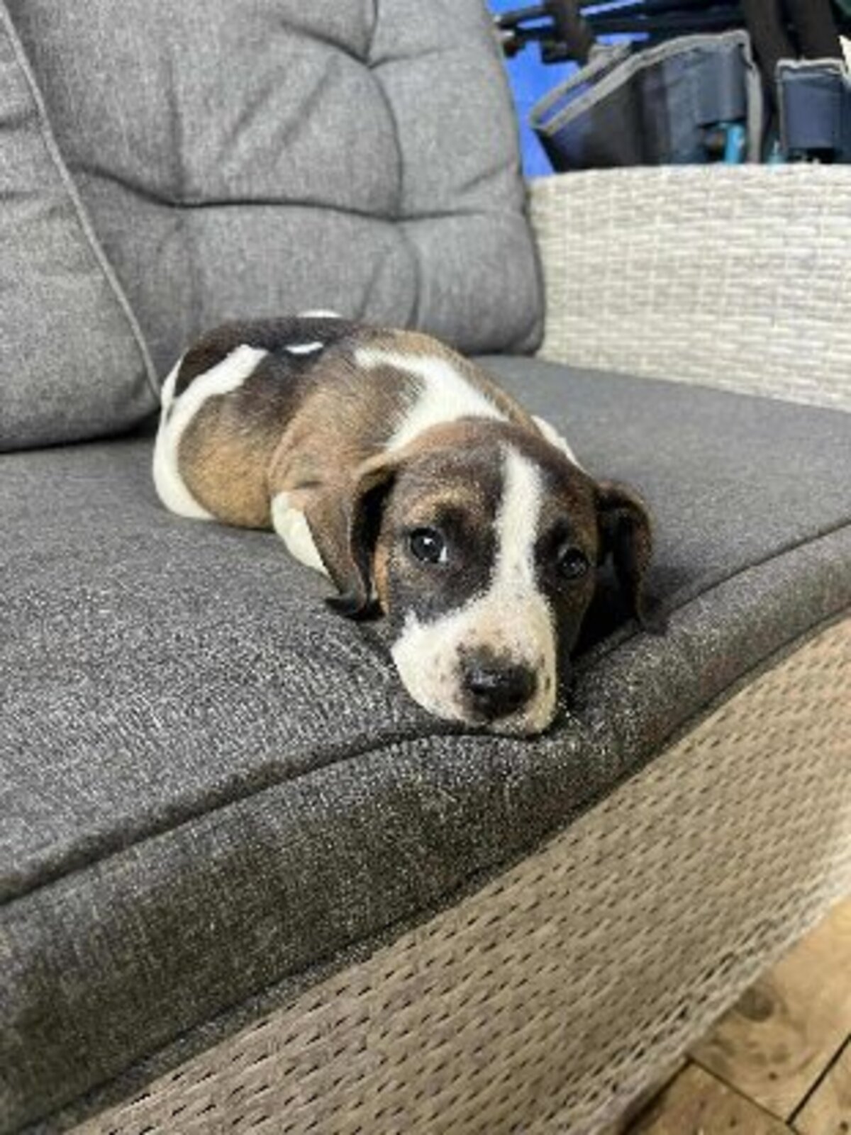 Adoption Koda
