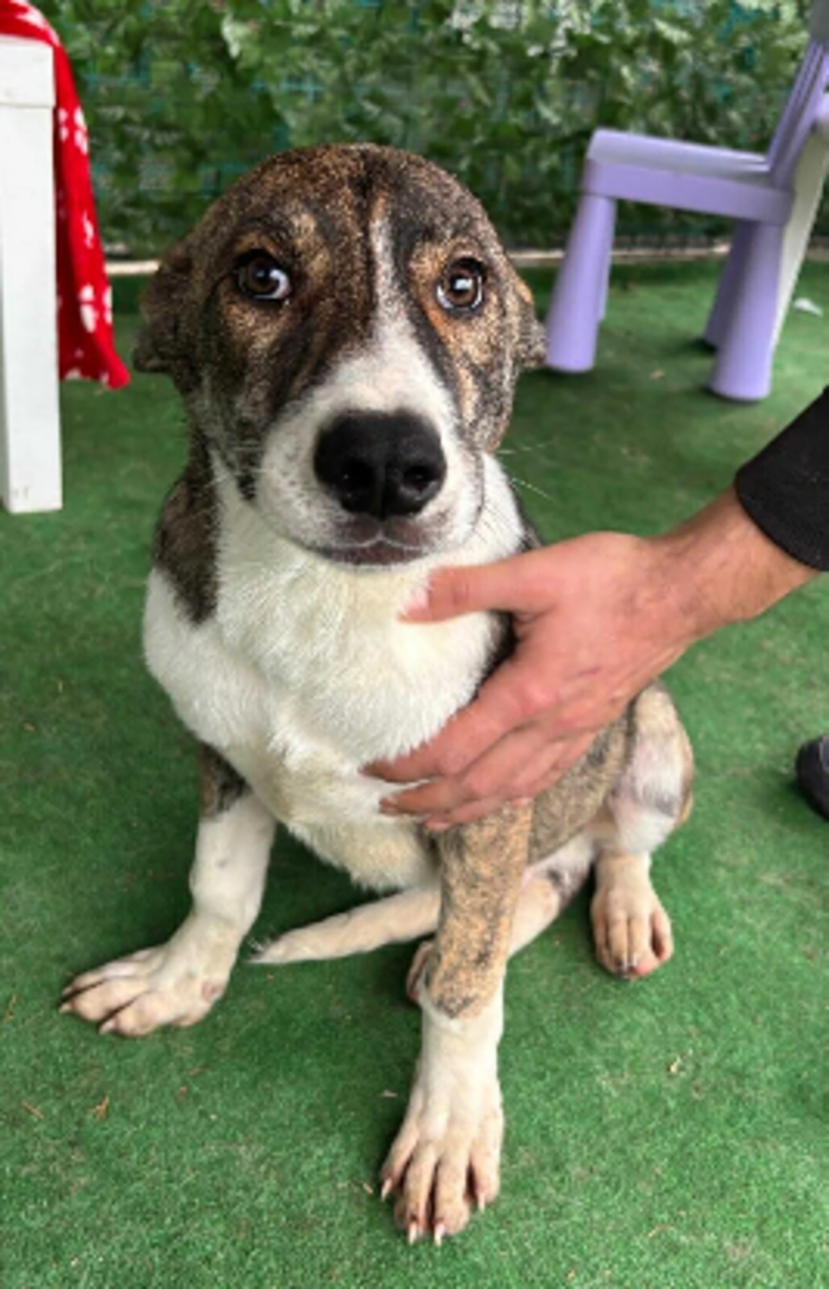 Adoption Koda