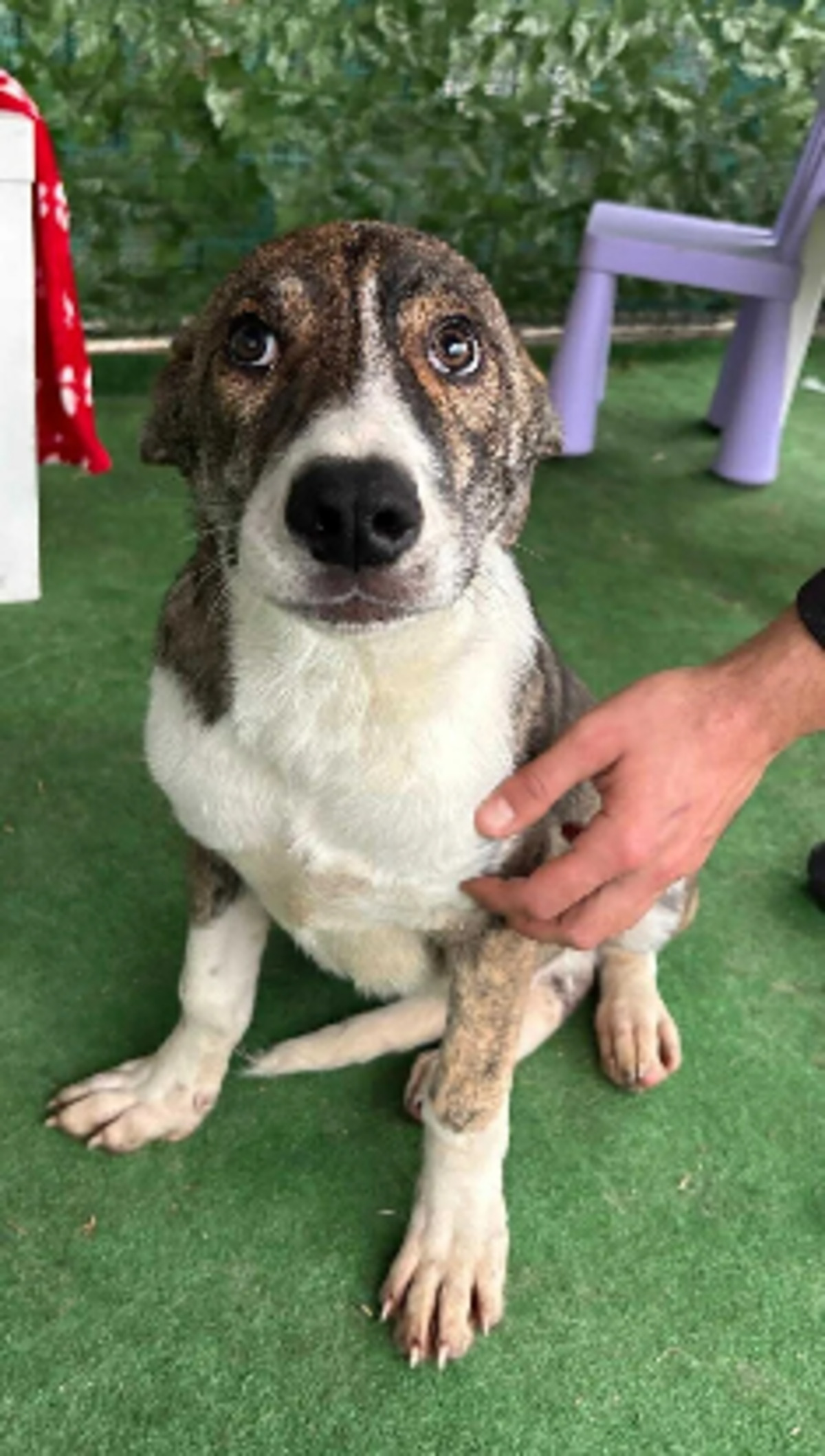 Adoption Koda