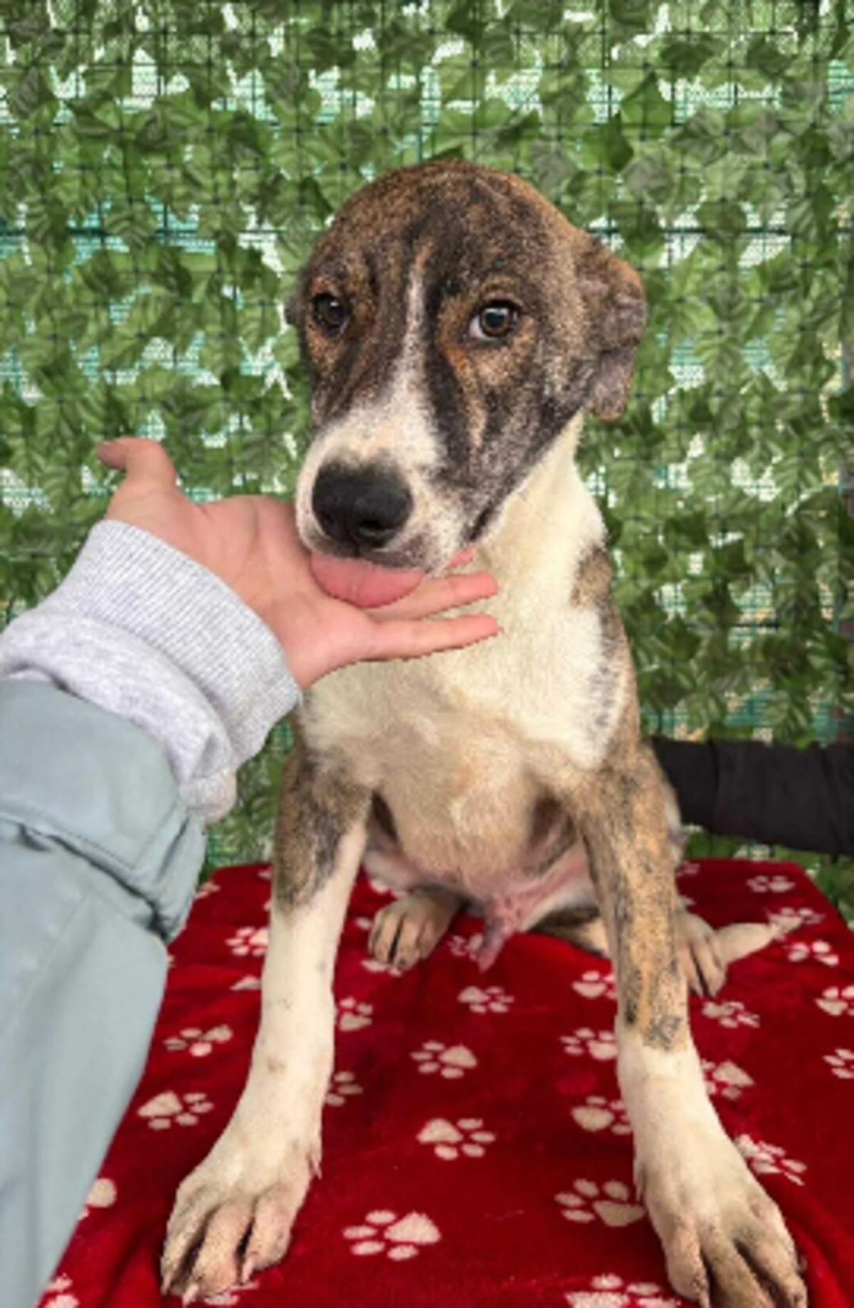 Adoption Koda