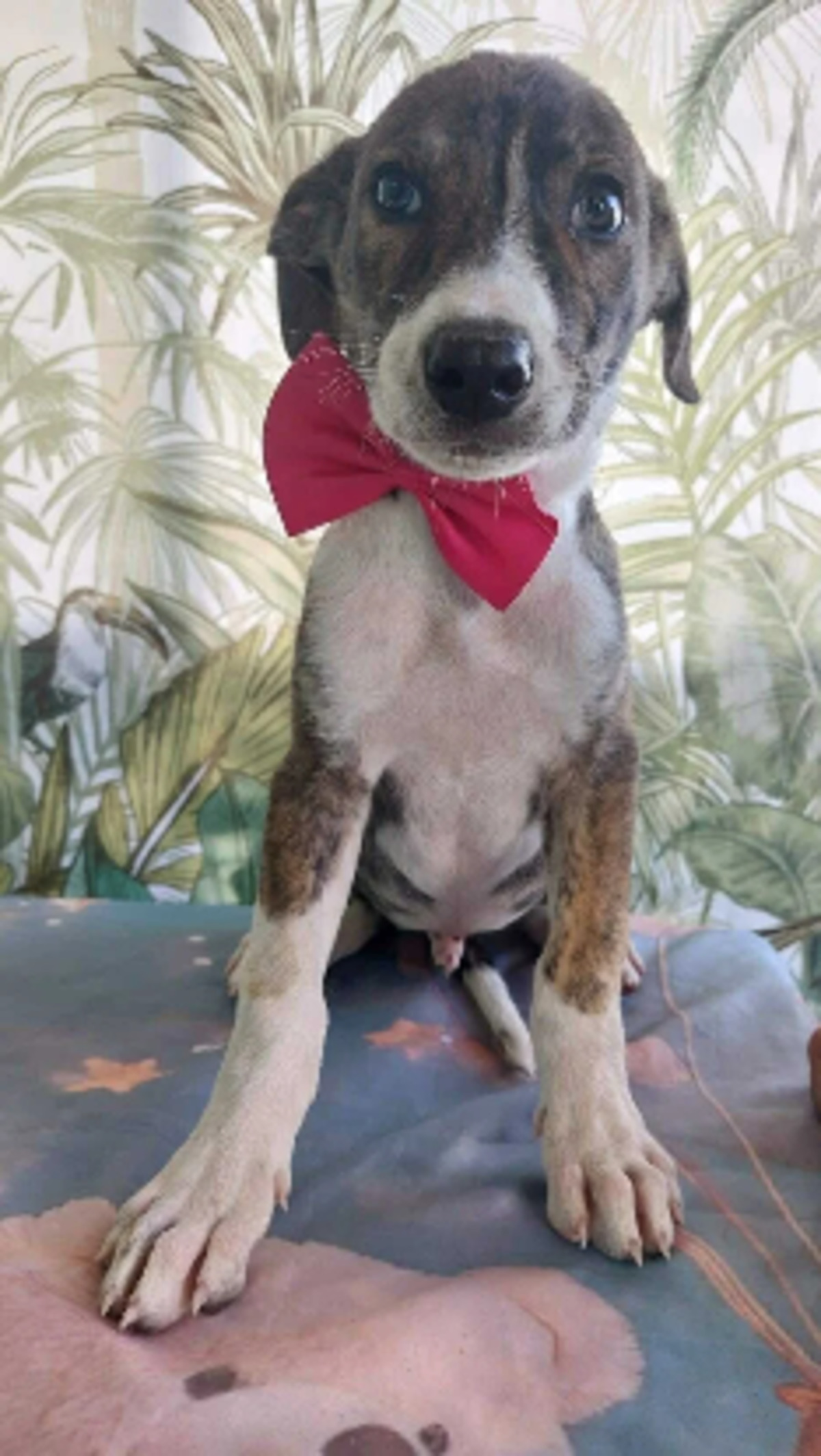 Adoption Koda