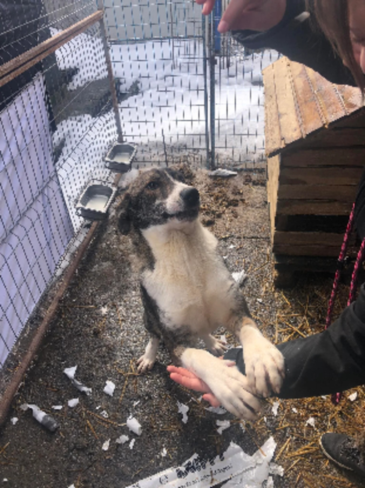 Adoption Koda