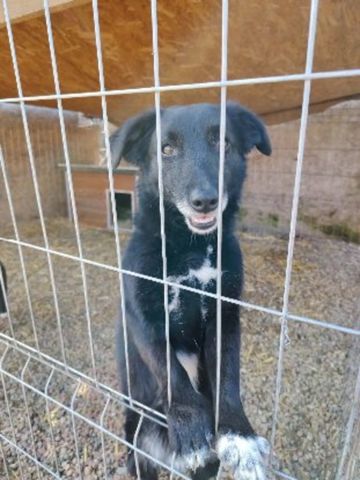 Adoption Koffi
