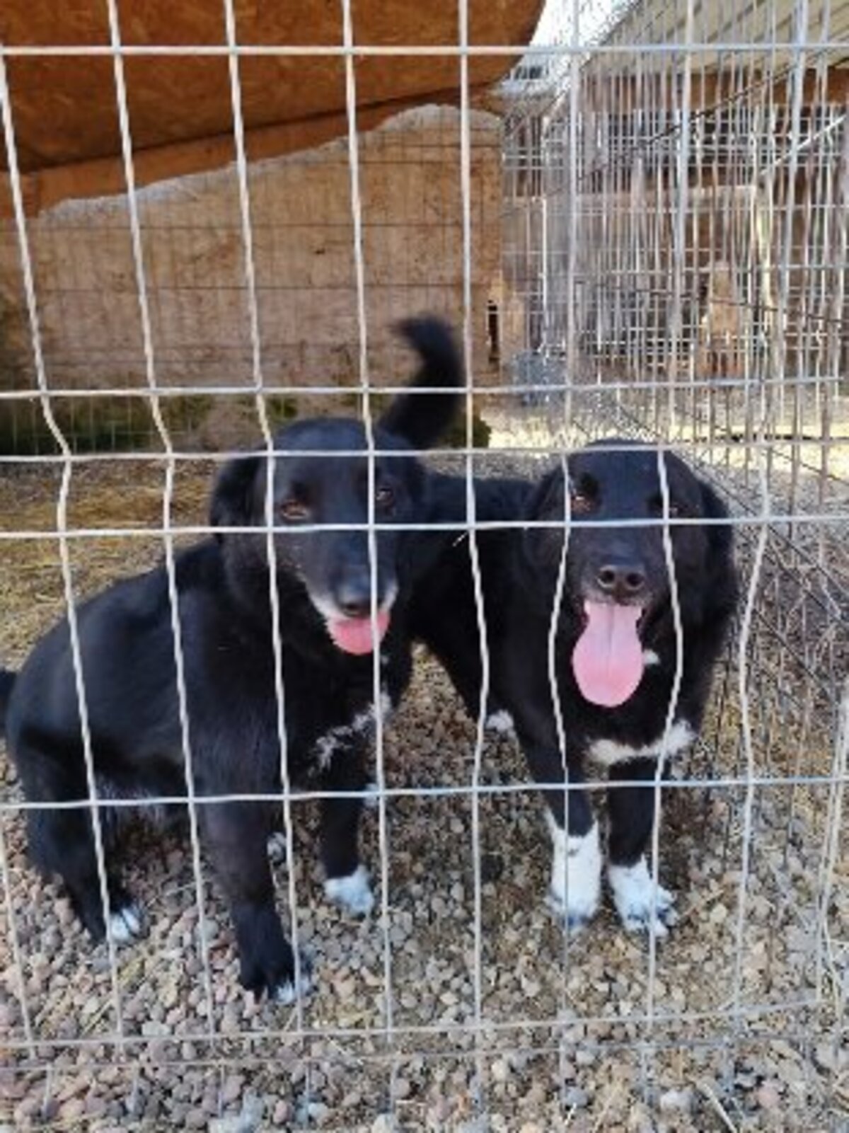Adoption Koffi