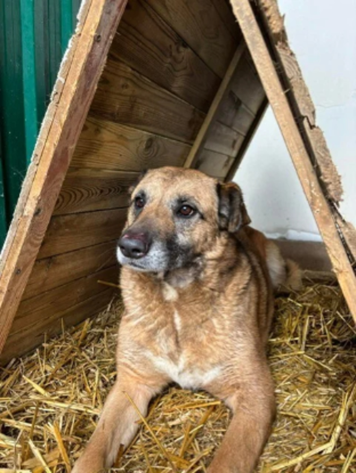 Adoption Konny