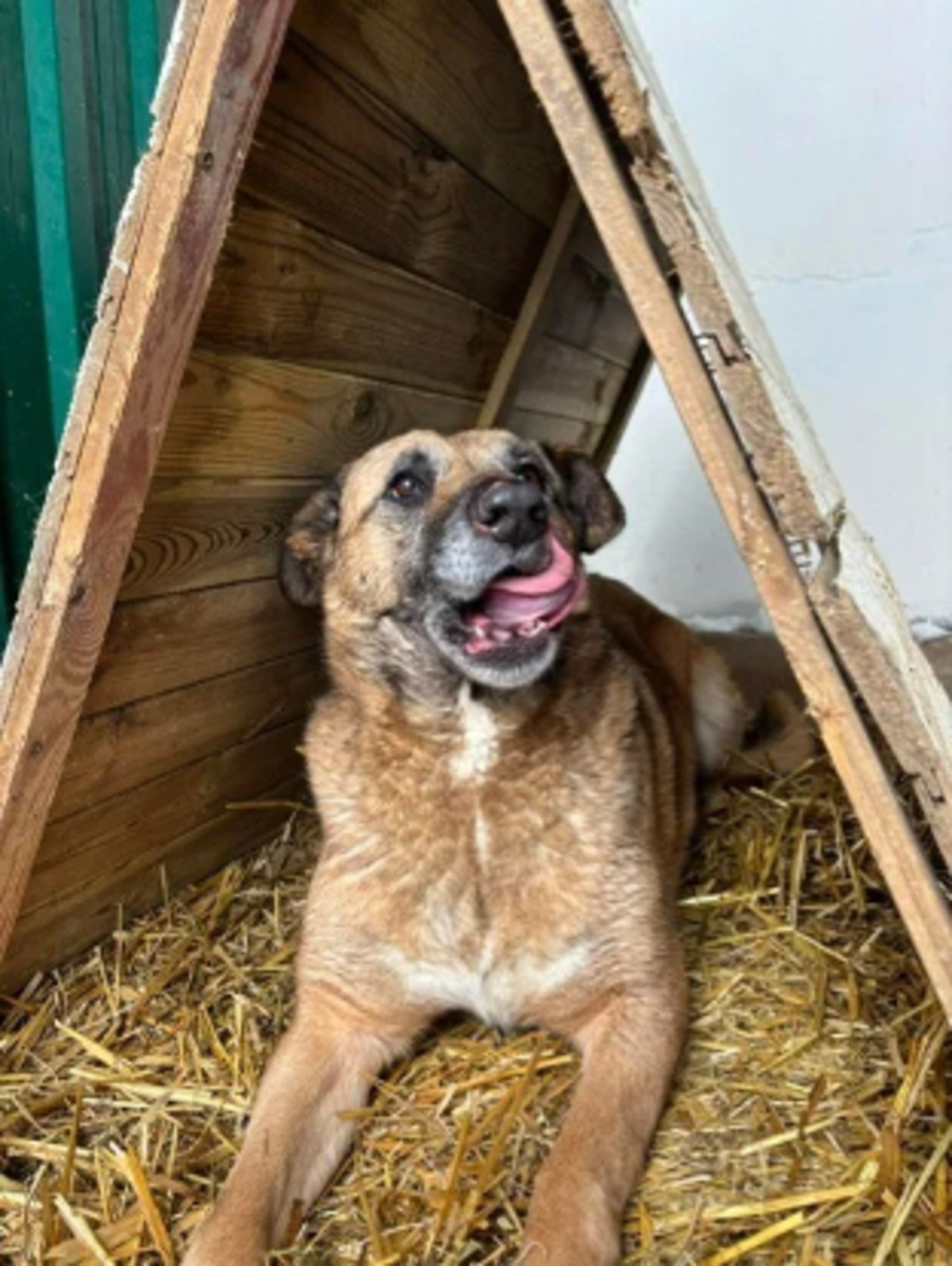 Adoption Konny