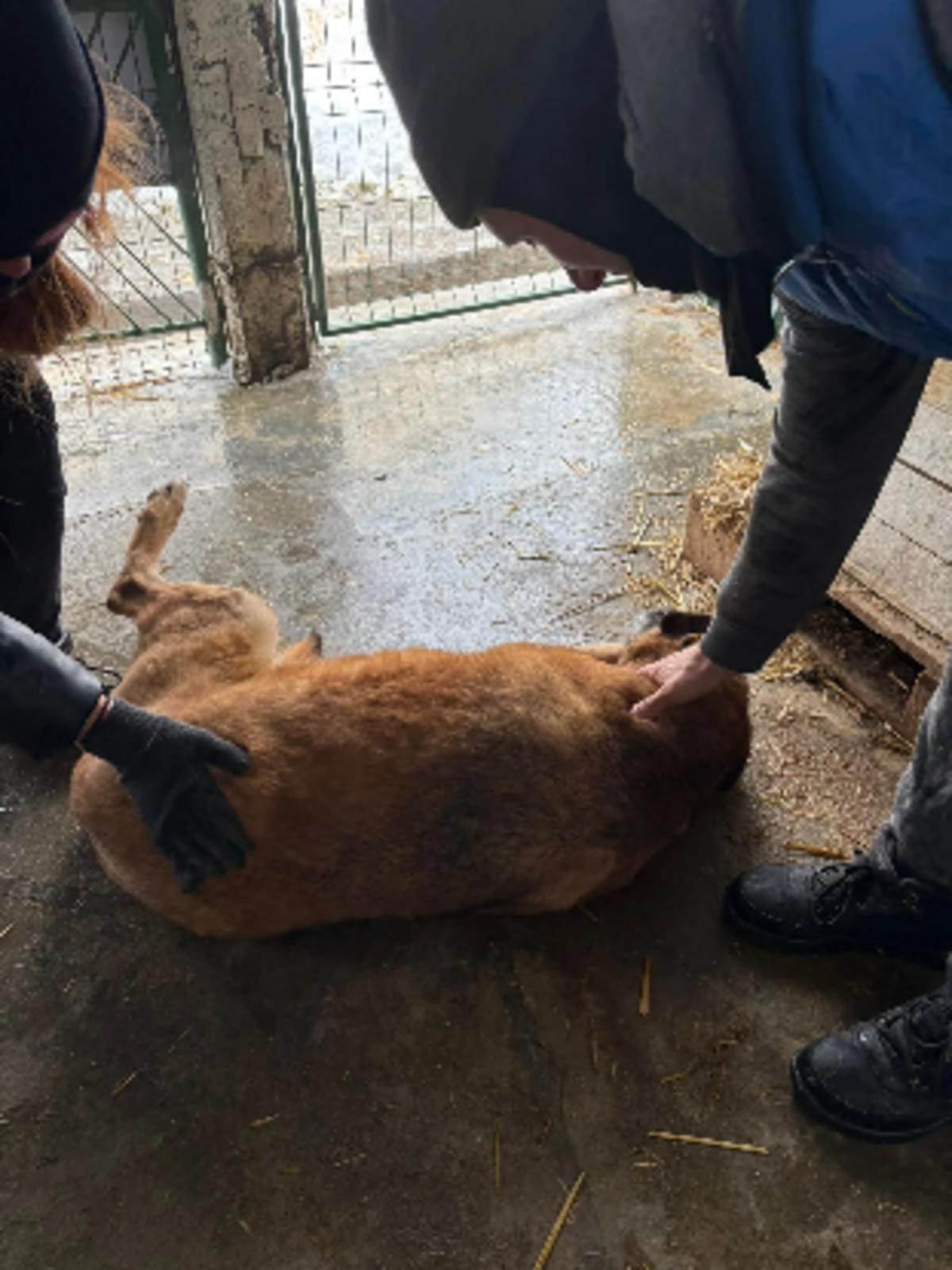 Adoption Konny