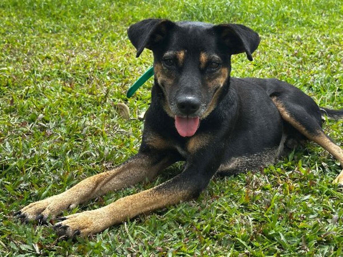 Adoption Konopo