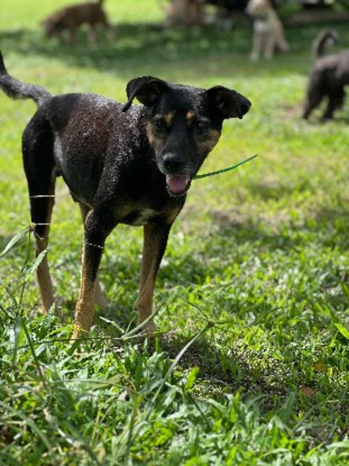 Adoption Konopo