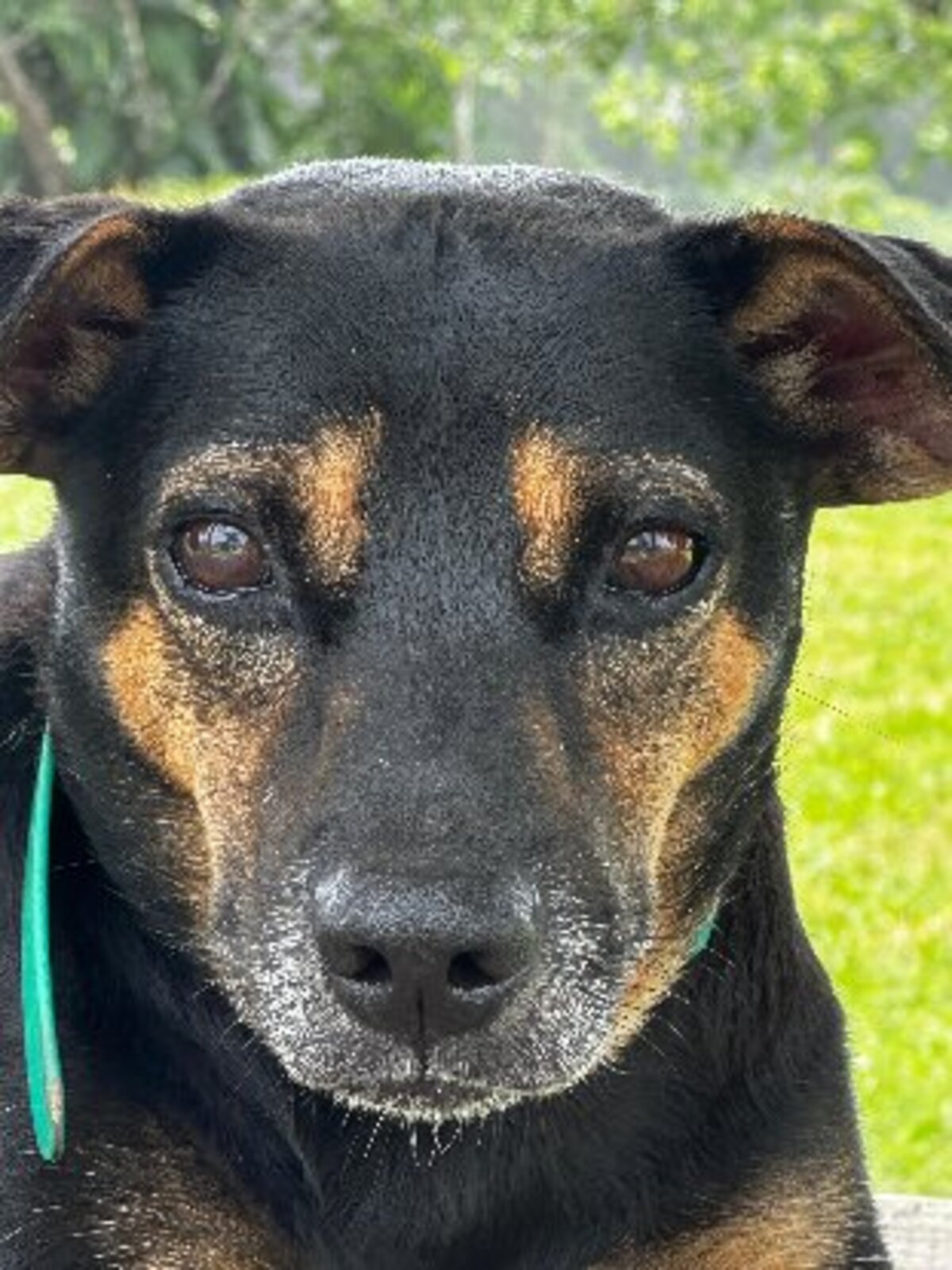 Adoption Konopo