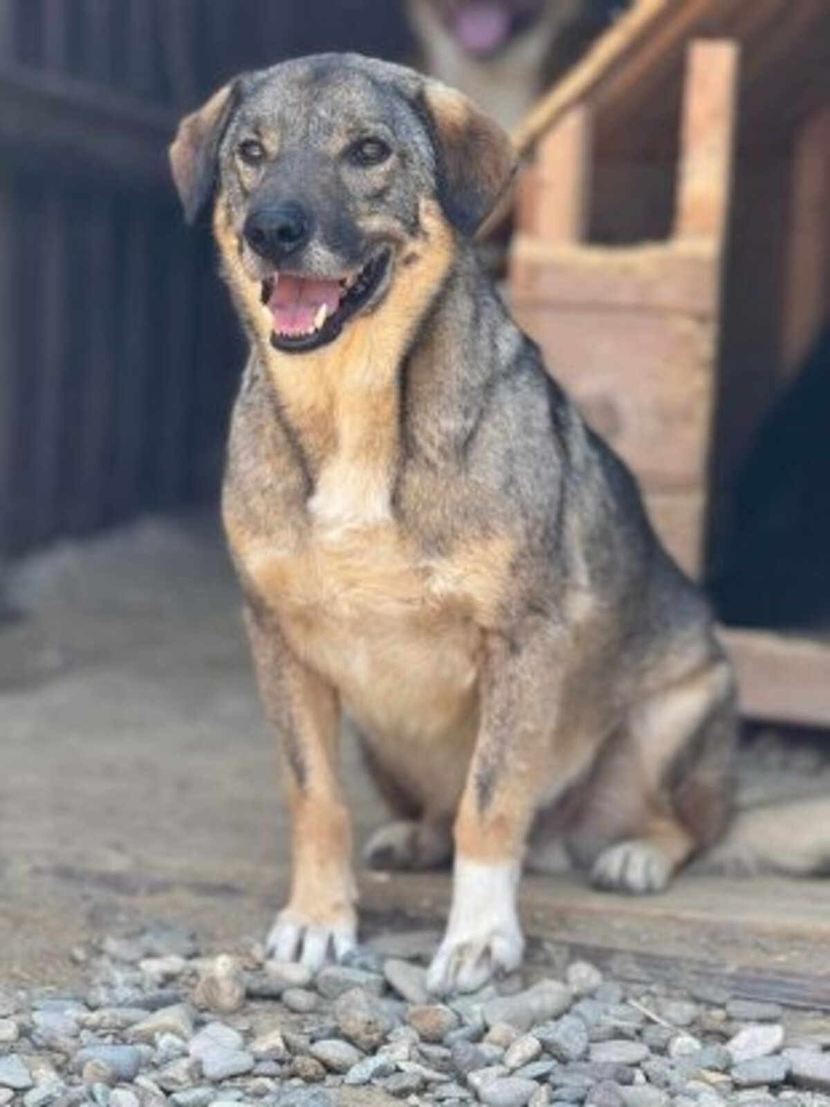 Adoption Kookie