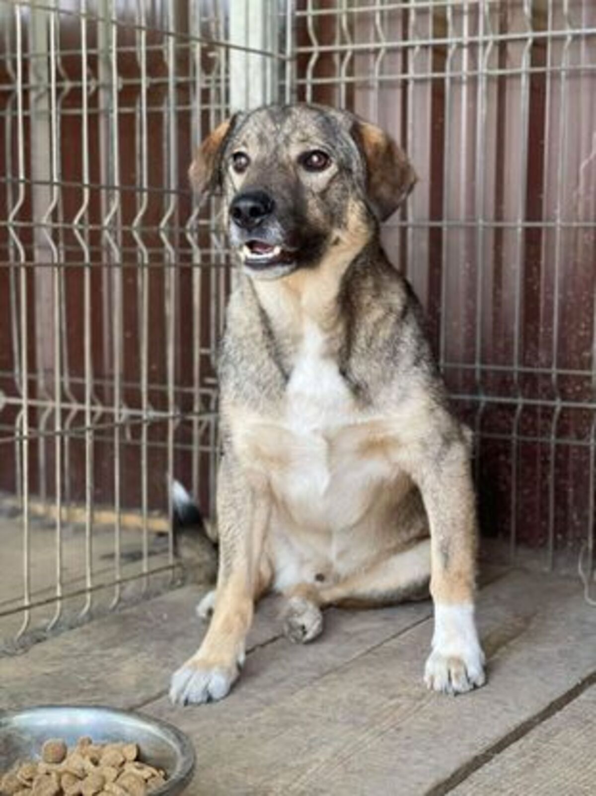 Adoption Kookie