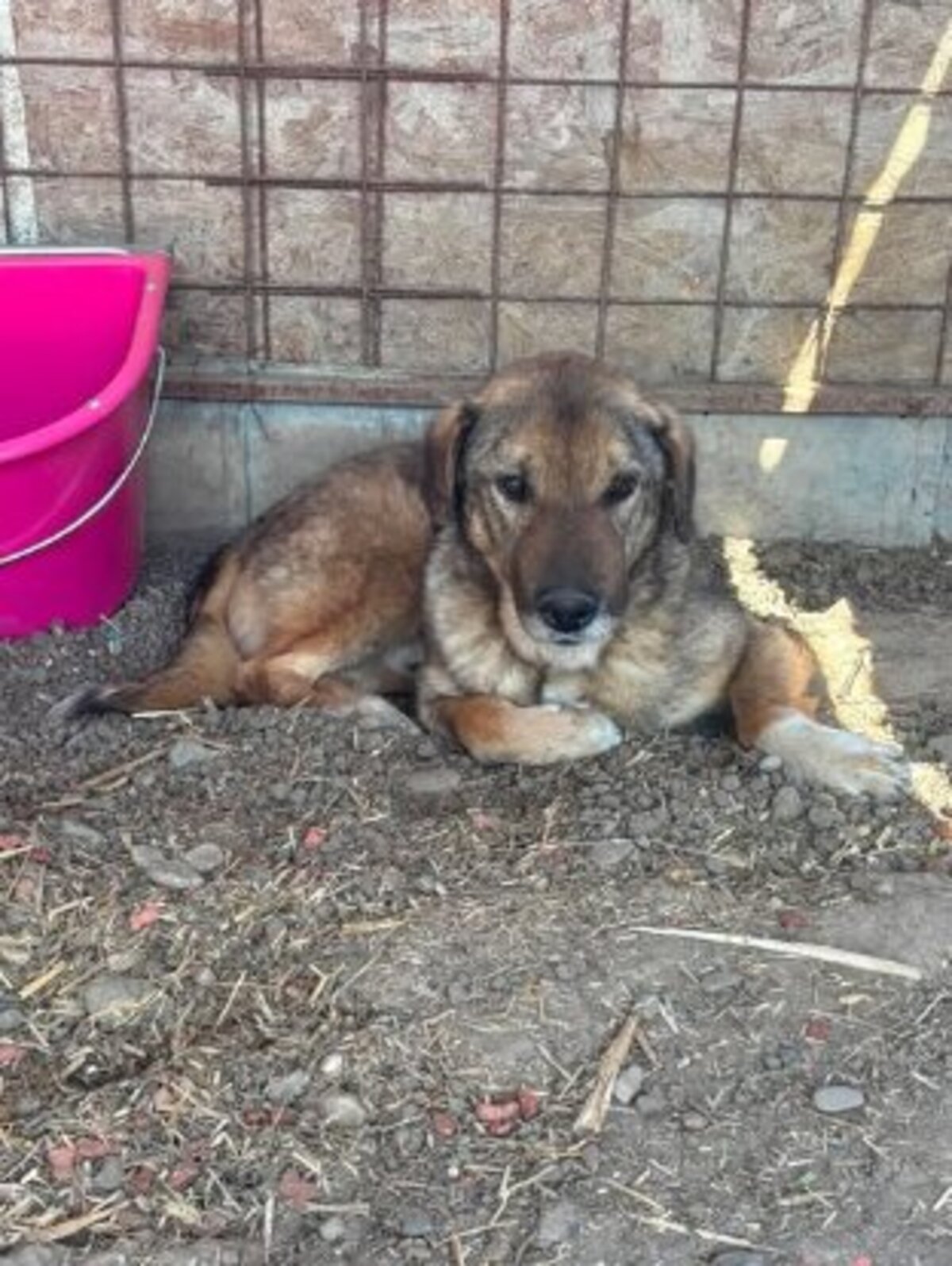 Adoption Kookie