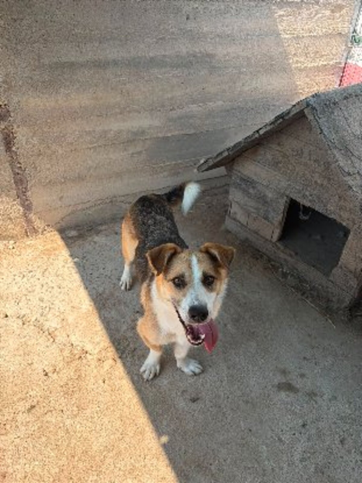 Adoption Kosta