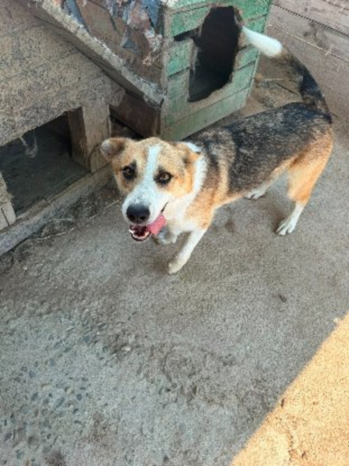 Adoption Kosta