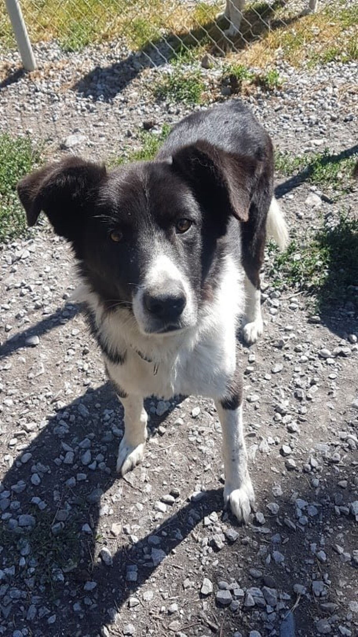 Adoption Kovax