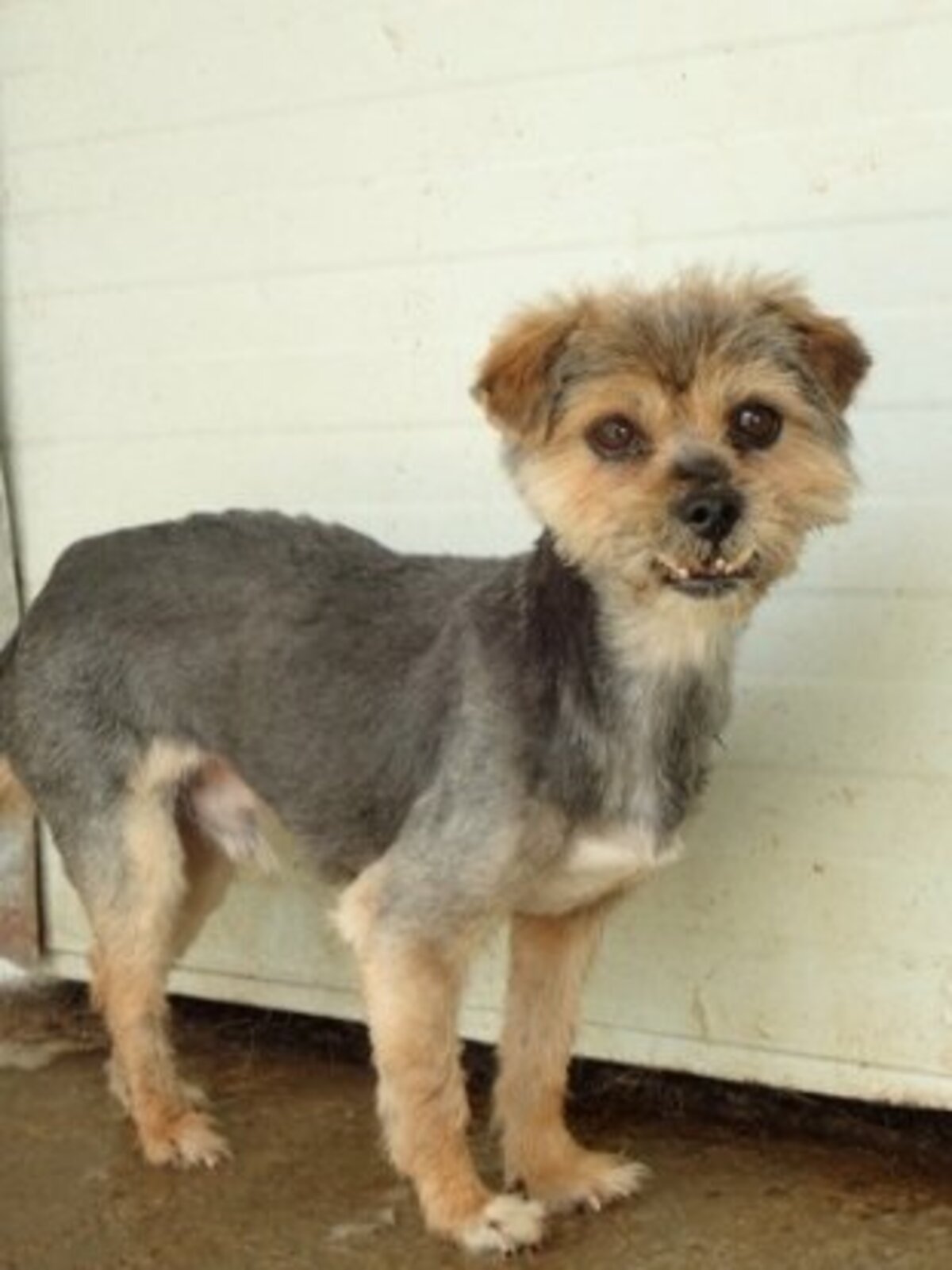 Adoption Kovou