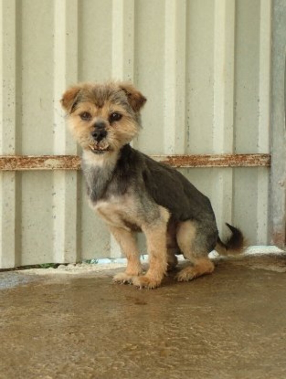 Adoption Kovou